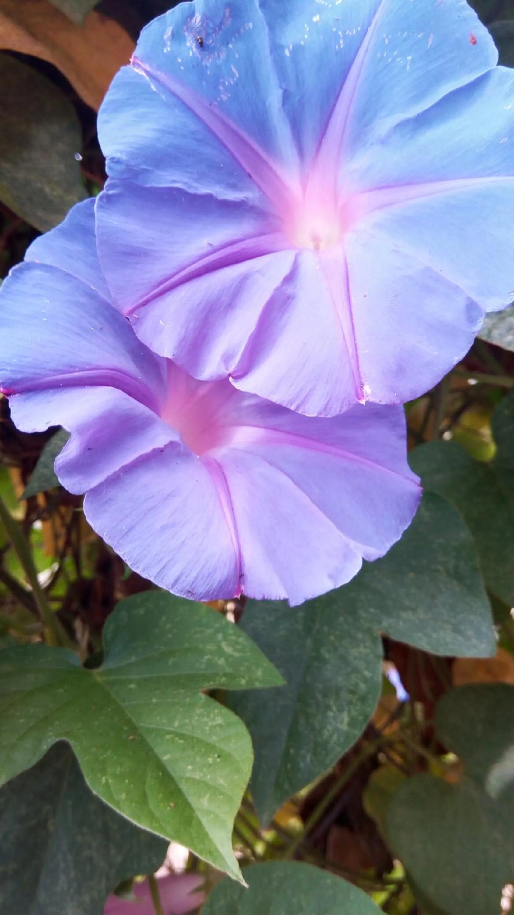 Garden in Pousada TOP Mairiporã