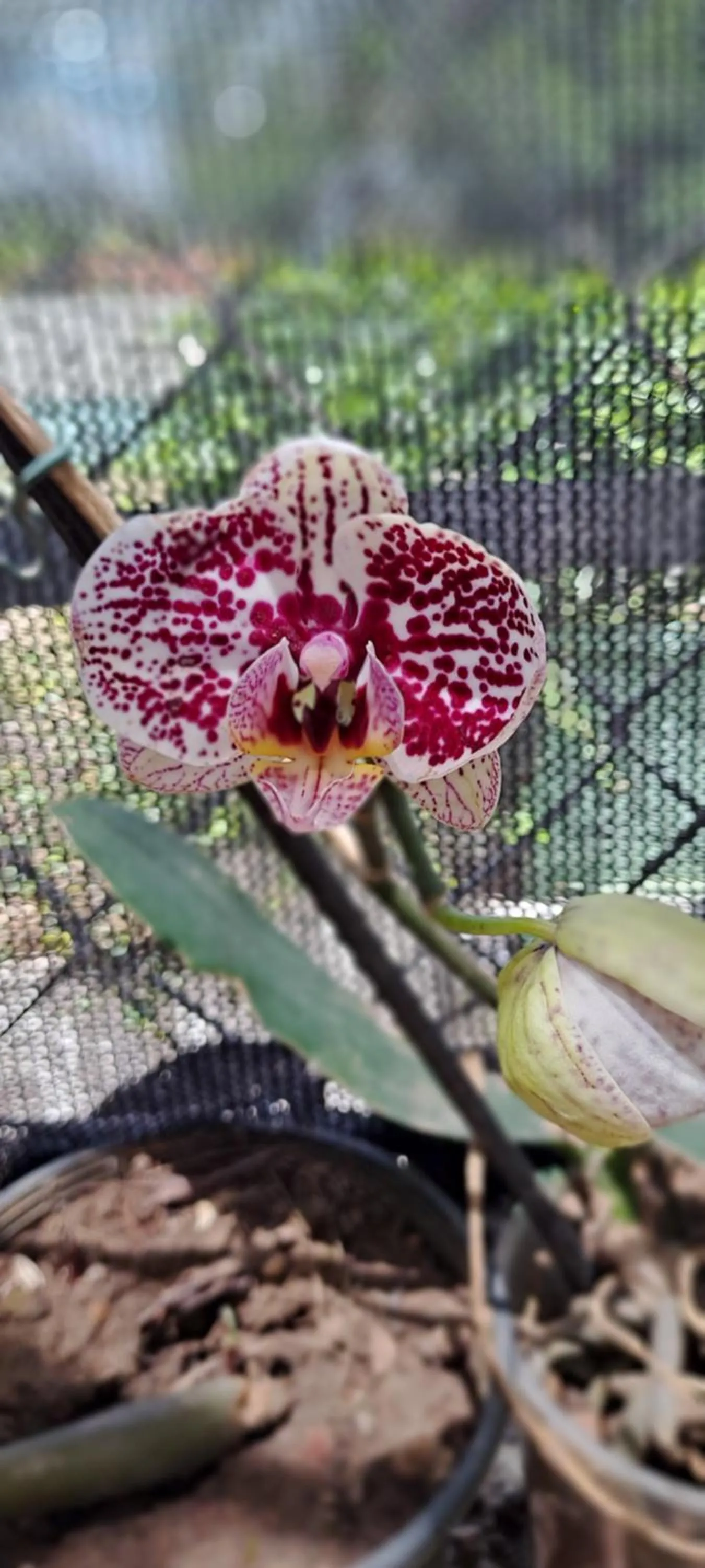 Garden in Pousada TOP Mairiporã