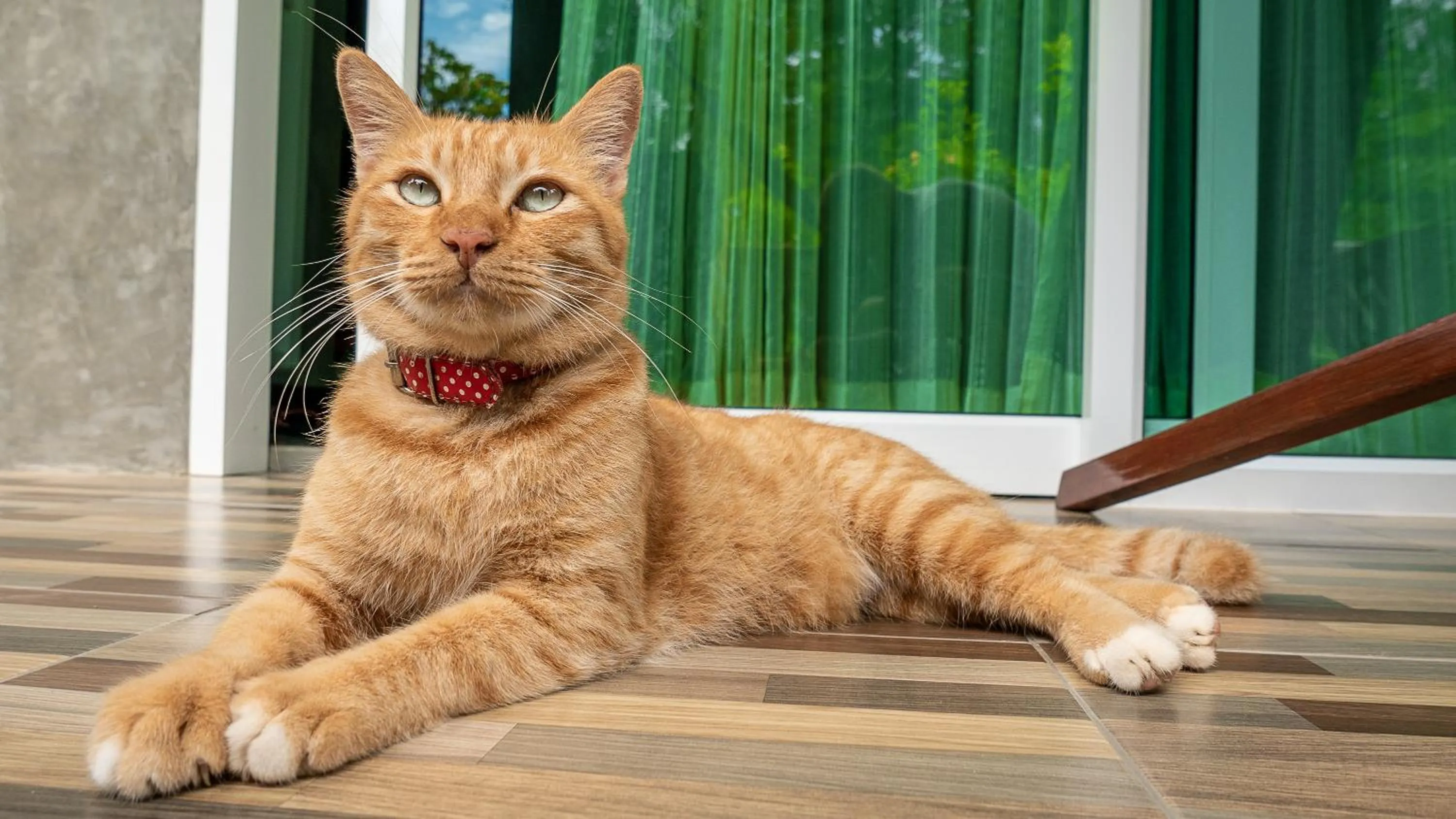 Pets in Pana Long Beach Resort - SHA Plus