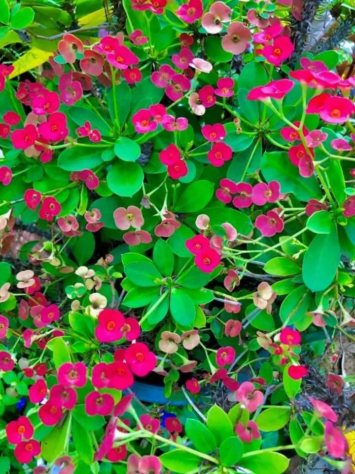 Pana Long Beach Resort - SHA Plus