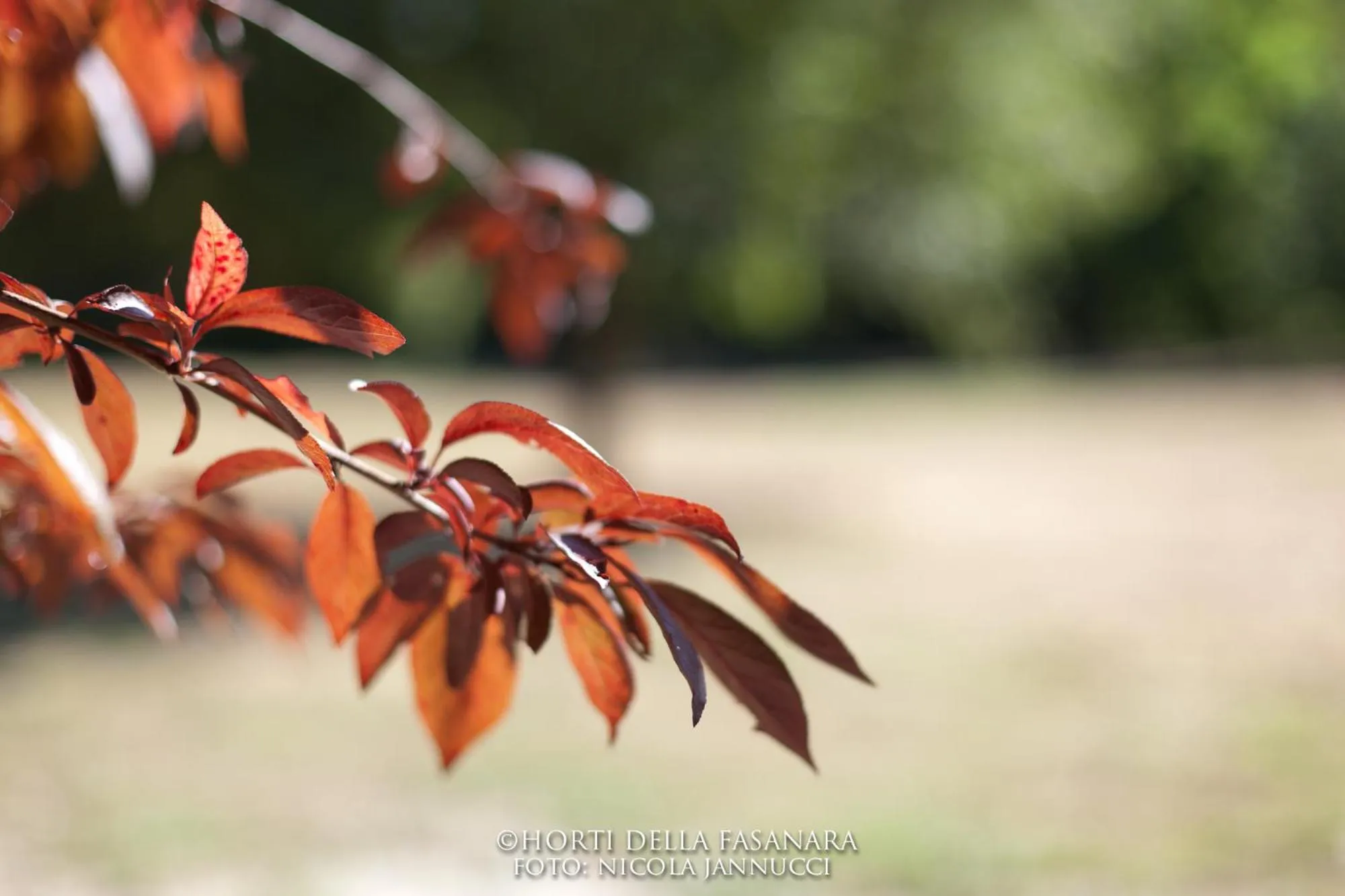 Garden in Horti Della Fasanara