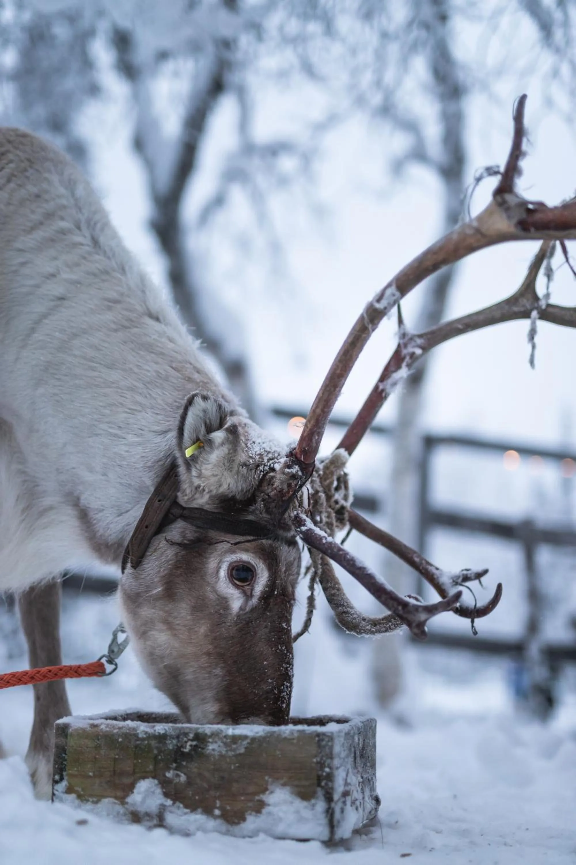 Pets in Tankavaara Gold Village
