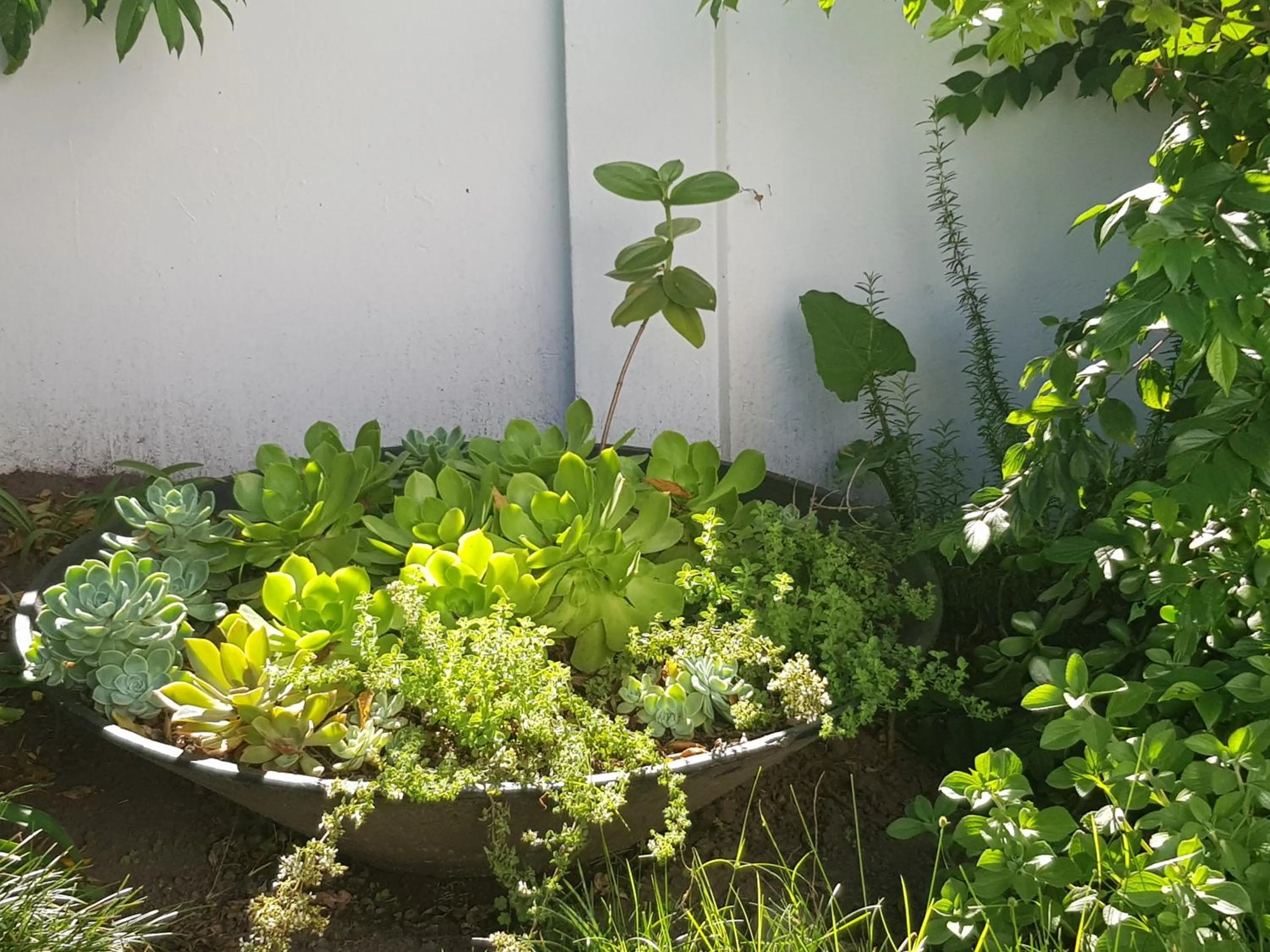 Garden in Outeniqua en Route