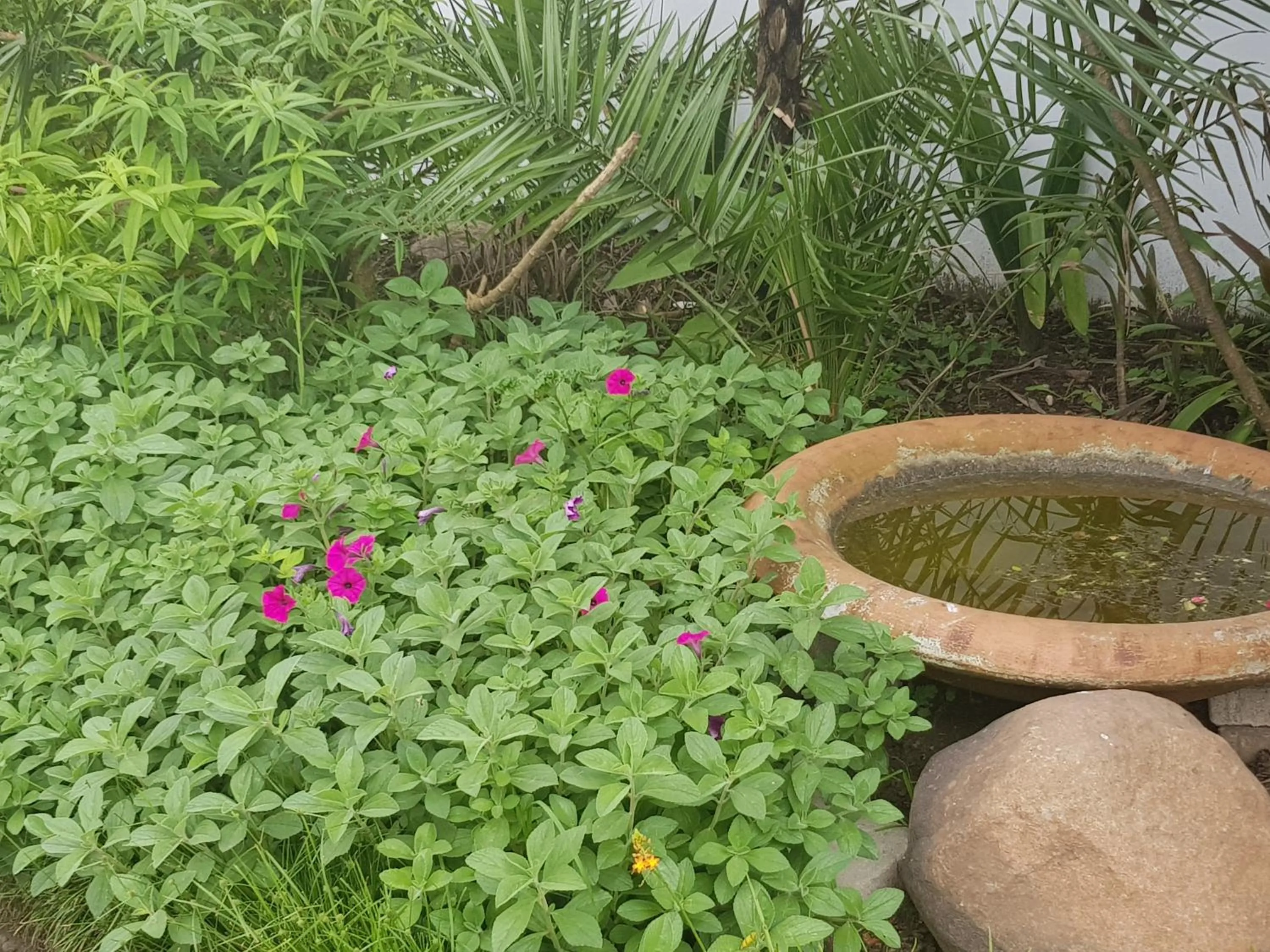 Garden in Outeniqua en Route