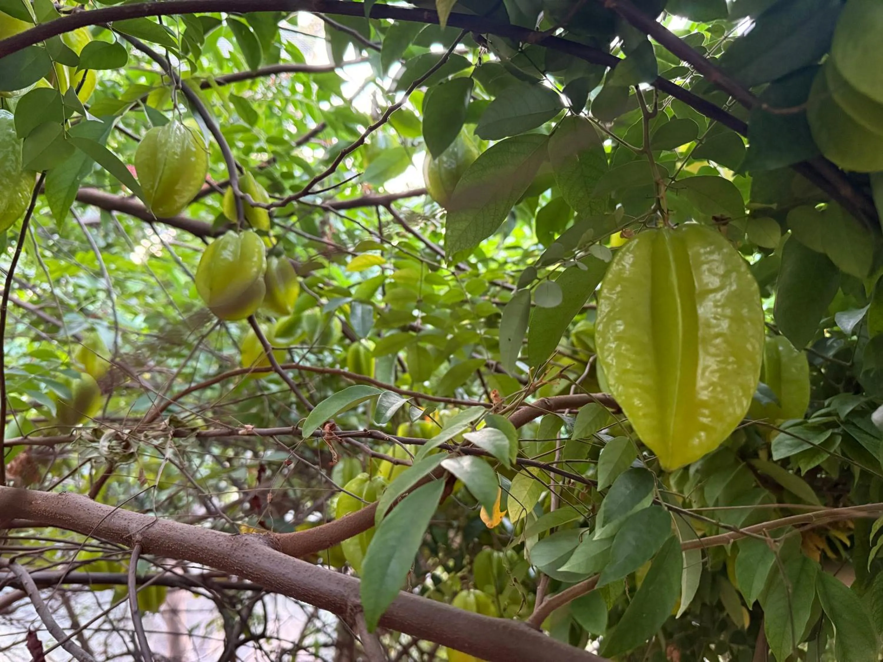 Garden in Hotel Green Heaven Resort