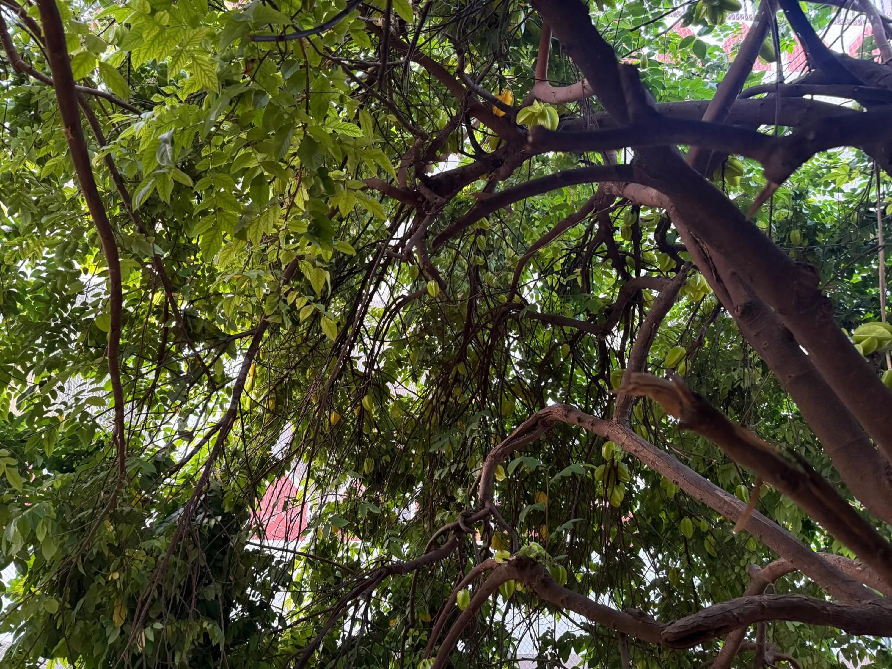 Hotel Green Heaven Resort