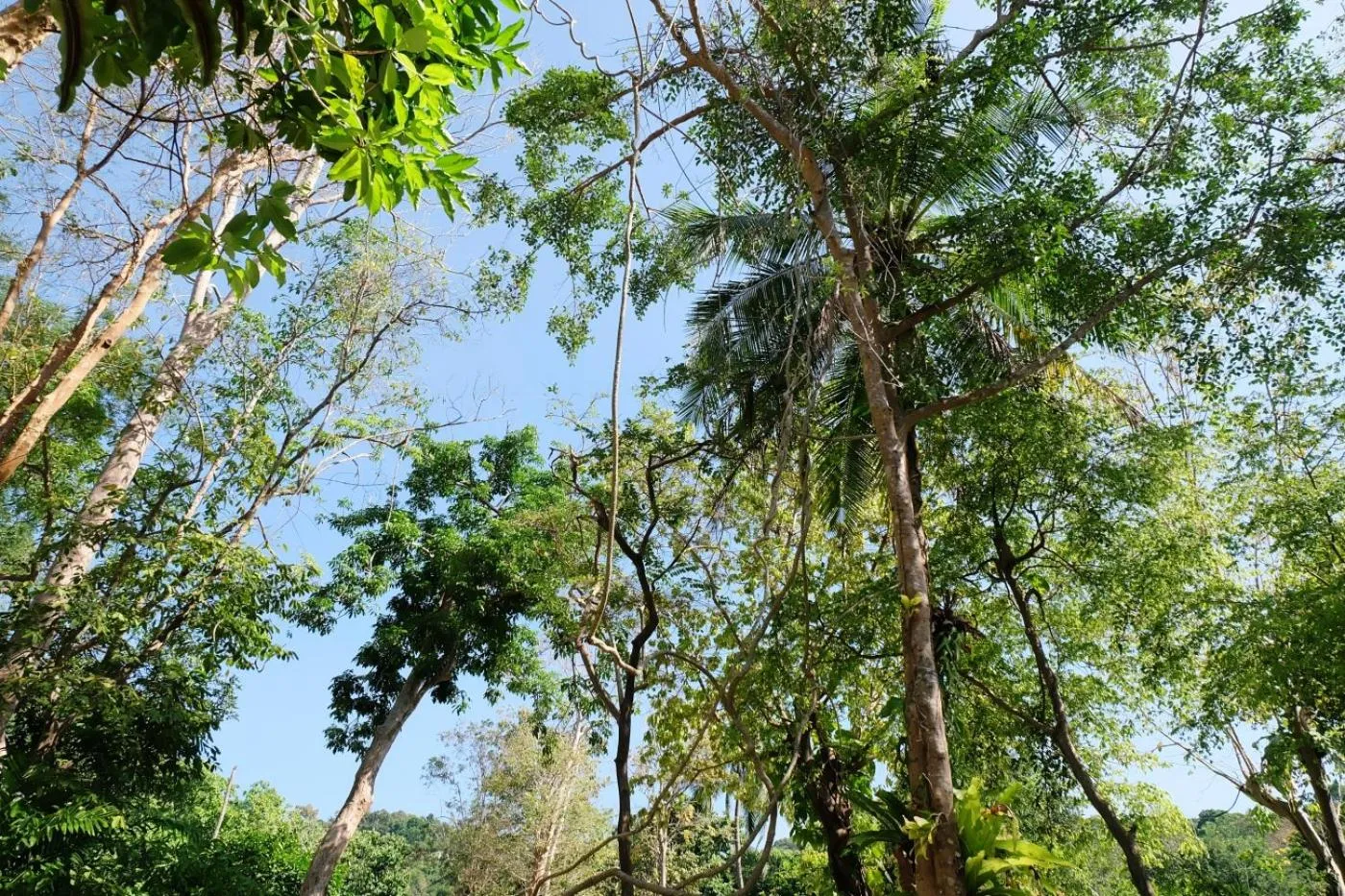 Garden in Whalecome Aonang Resort-SHA Extra Plus