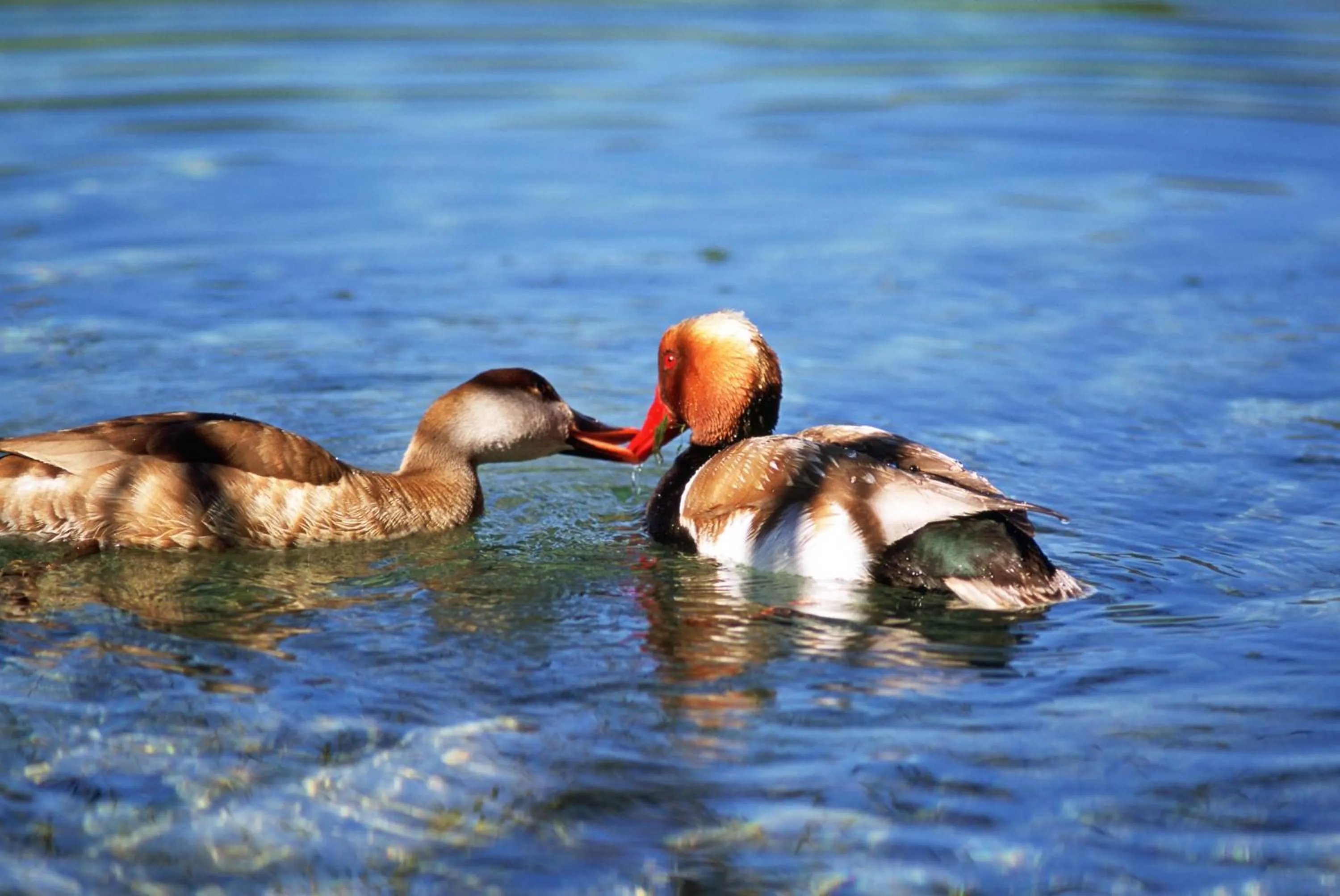 Animals in Doña Ruidera