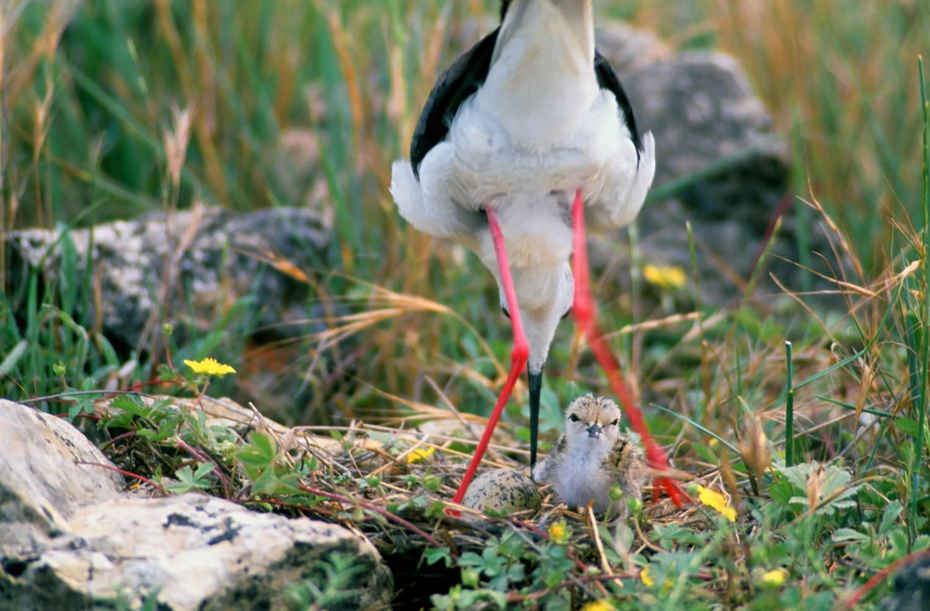 Animals in Doña Ruidera