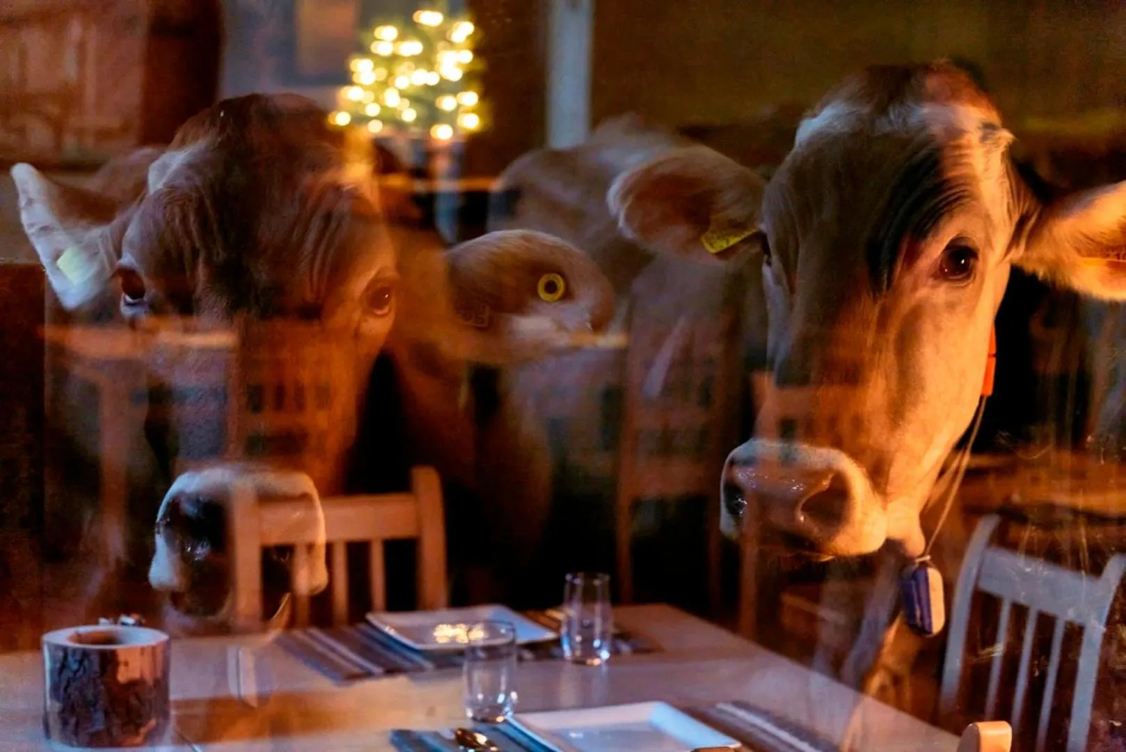 Restaurant/places to eat in Agriturismo Rini