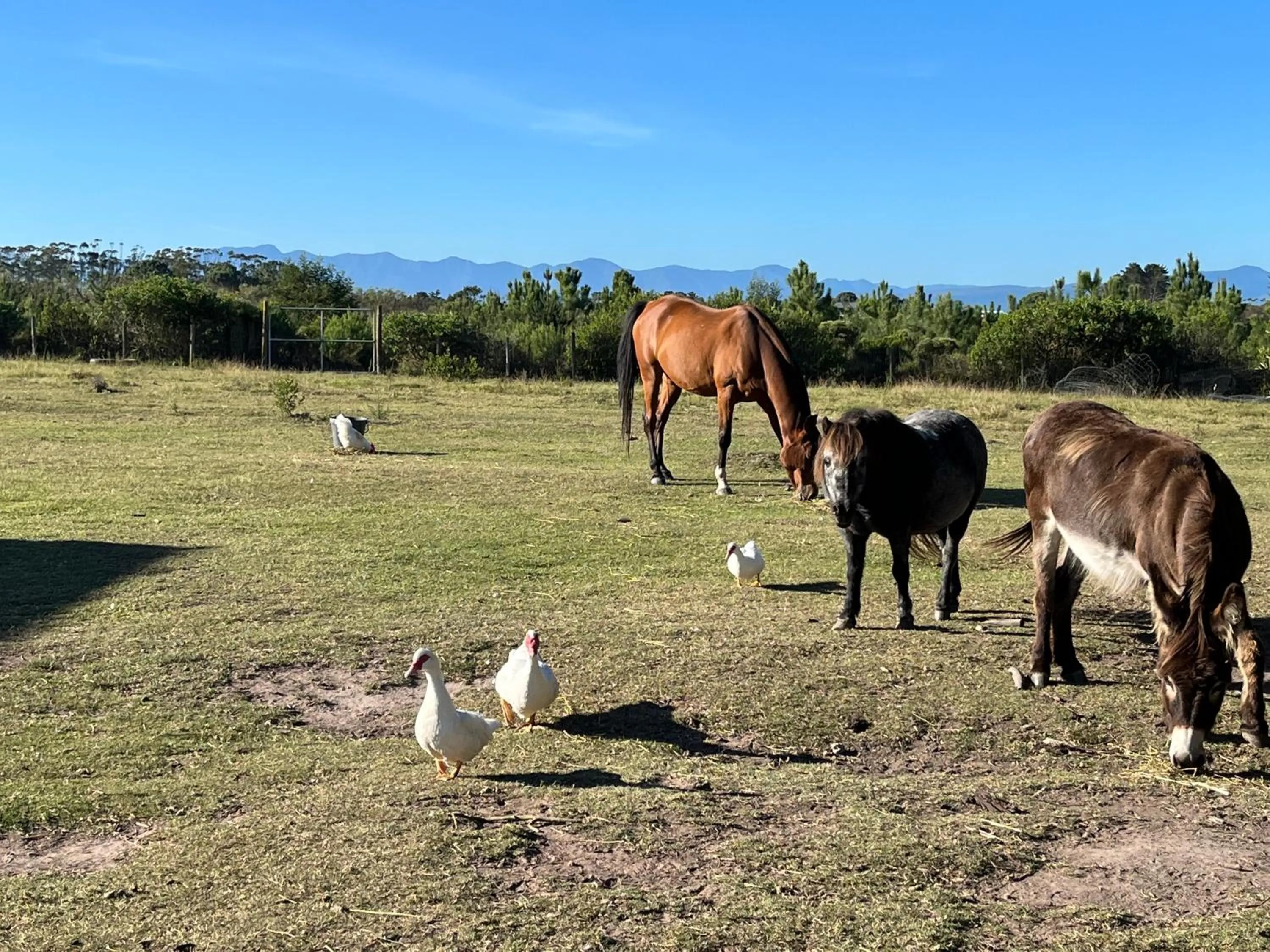 Animals in Stoneridge farm