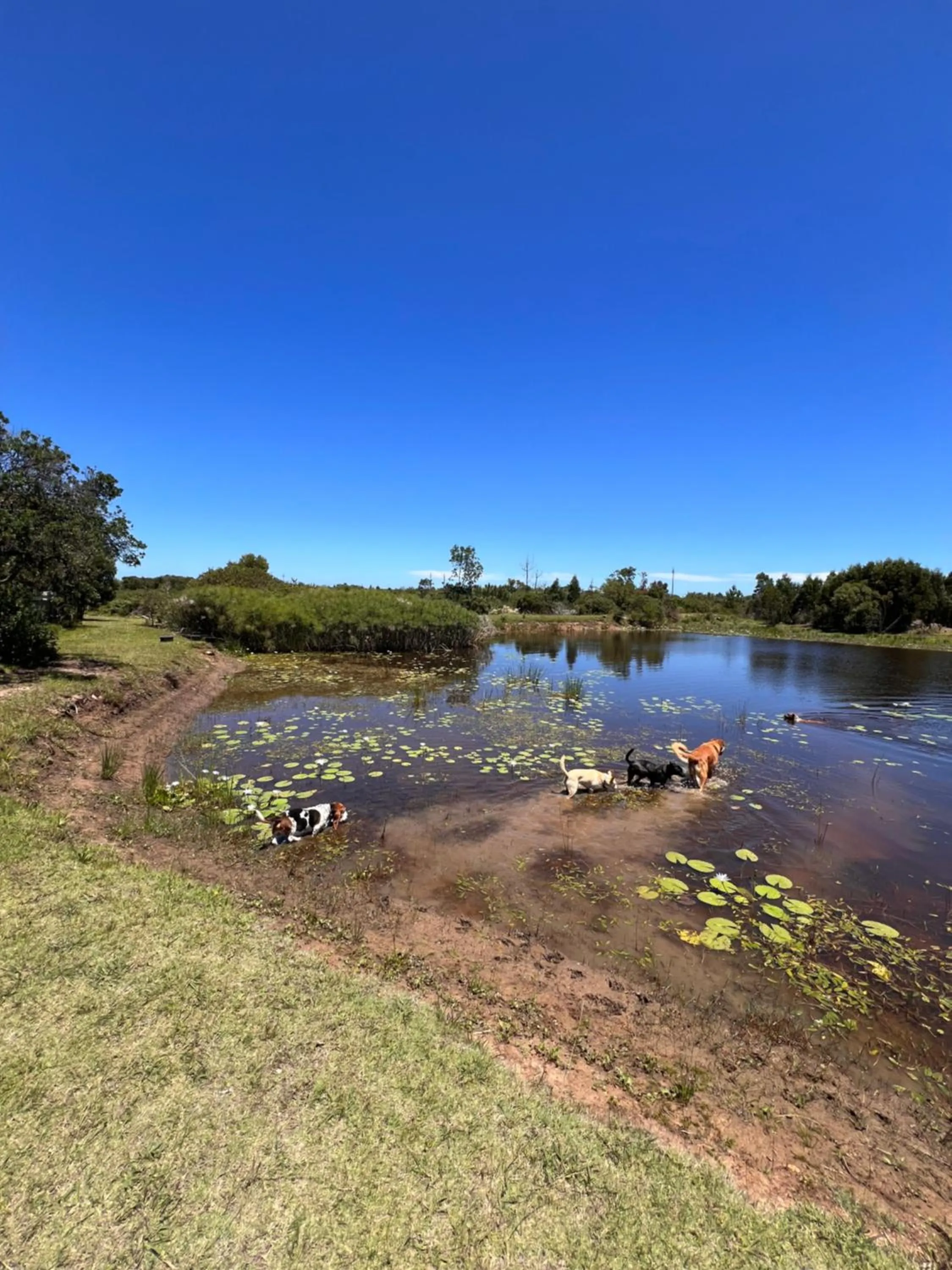 Lake view in Stoneridge farm