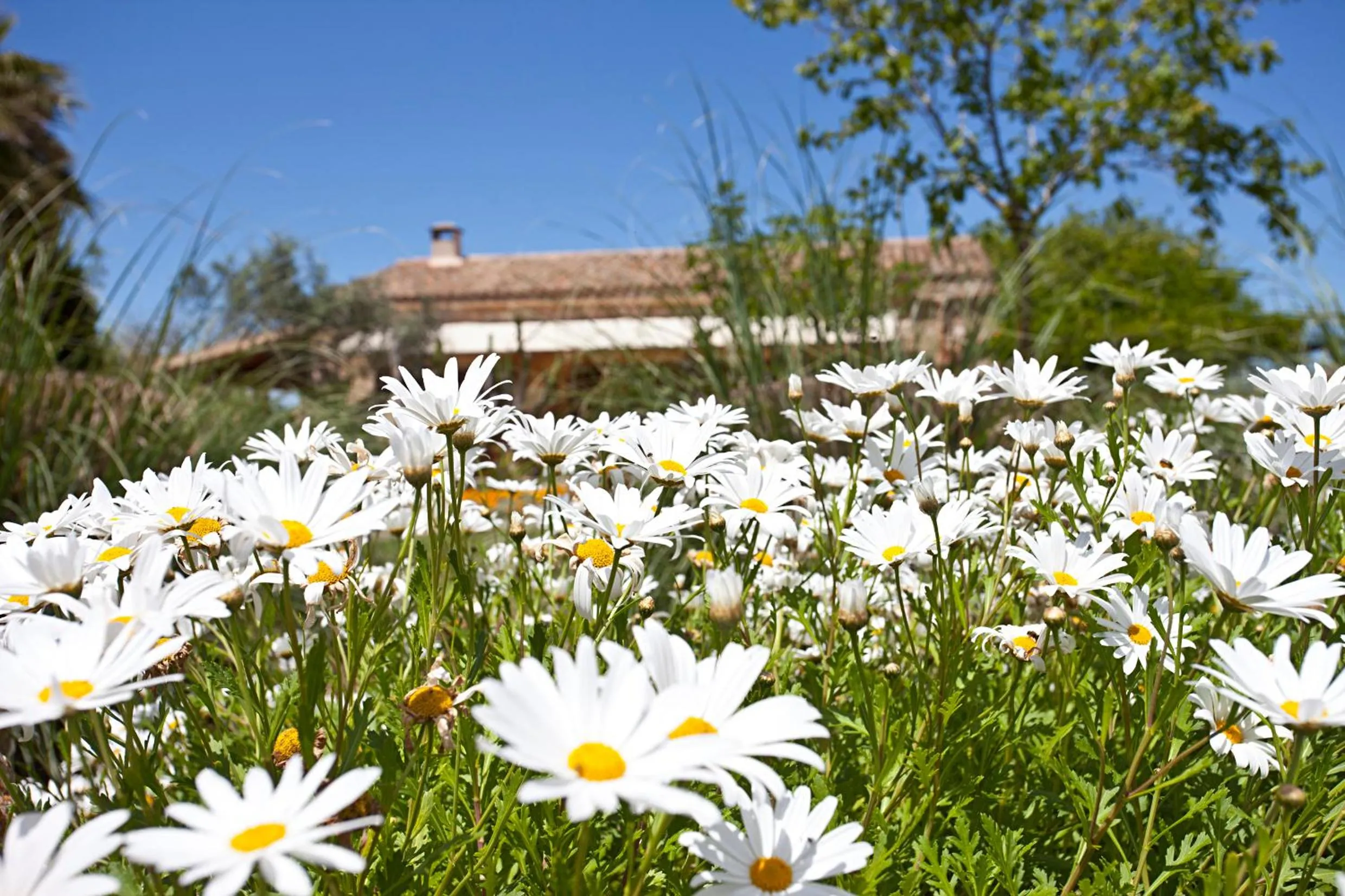 Spring in Agroturisme Na Martina