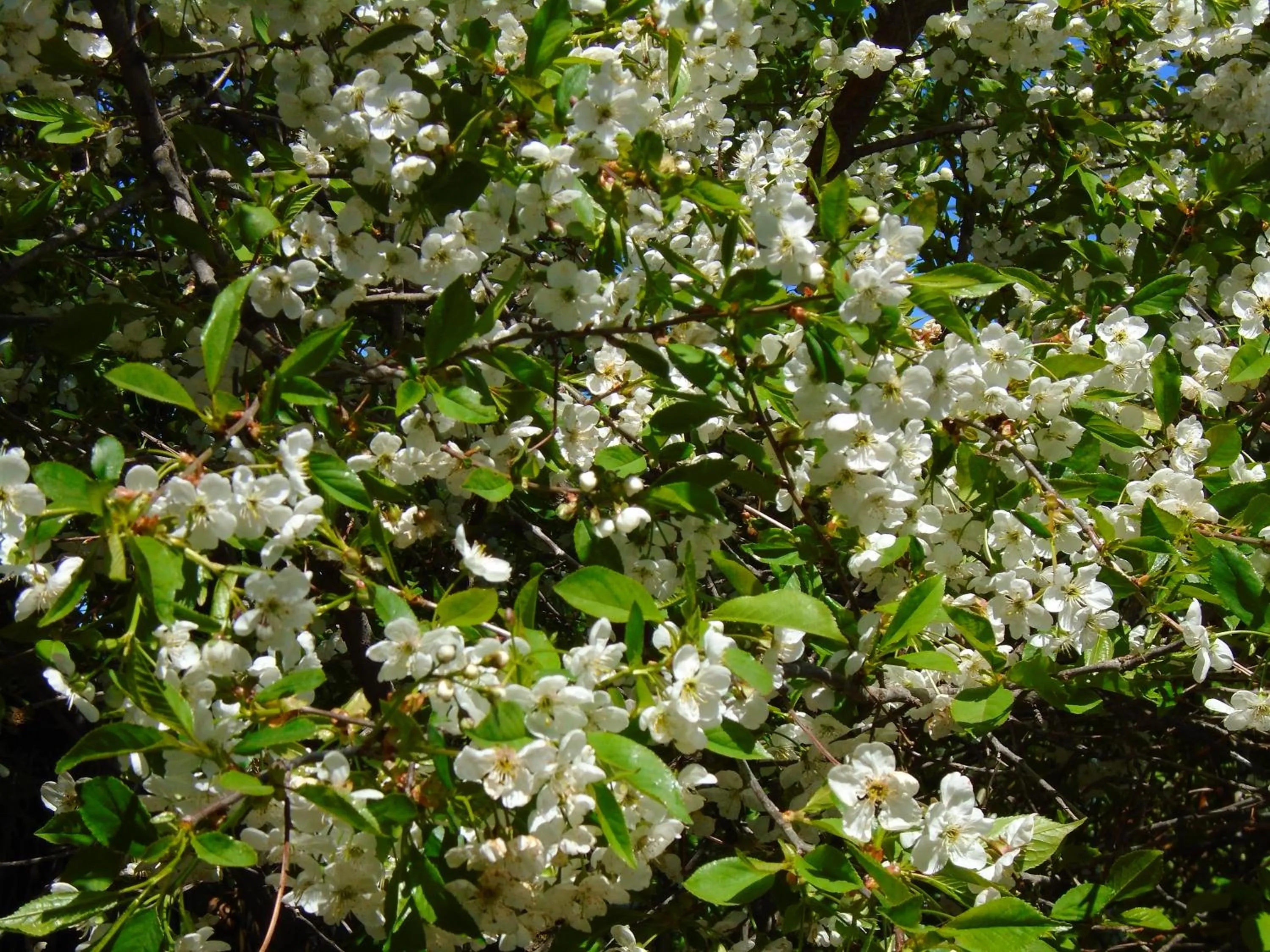 Garden in Los Fresnos