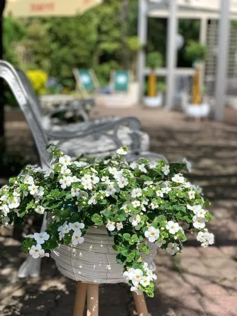 Garden in Hotel Dworek***