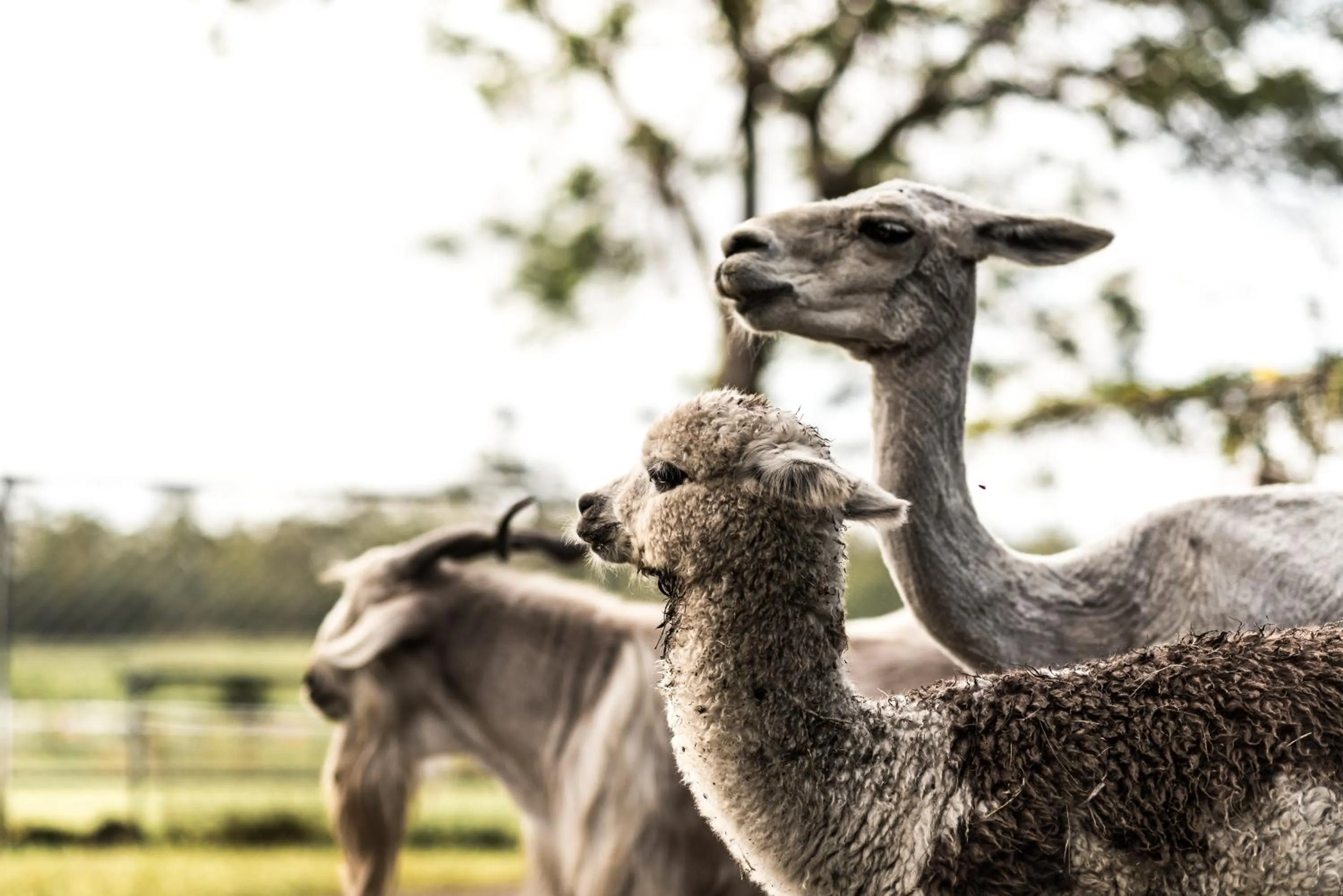 Property building in The Bearded Dragon Boutique Hotel