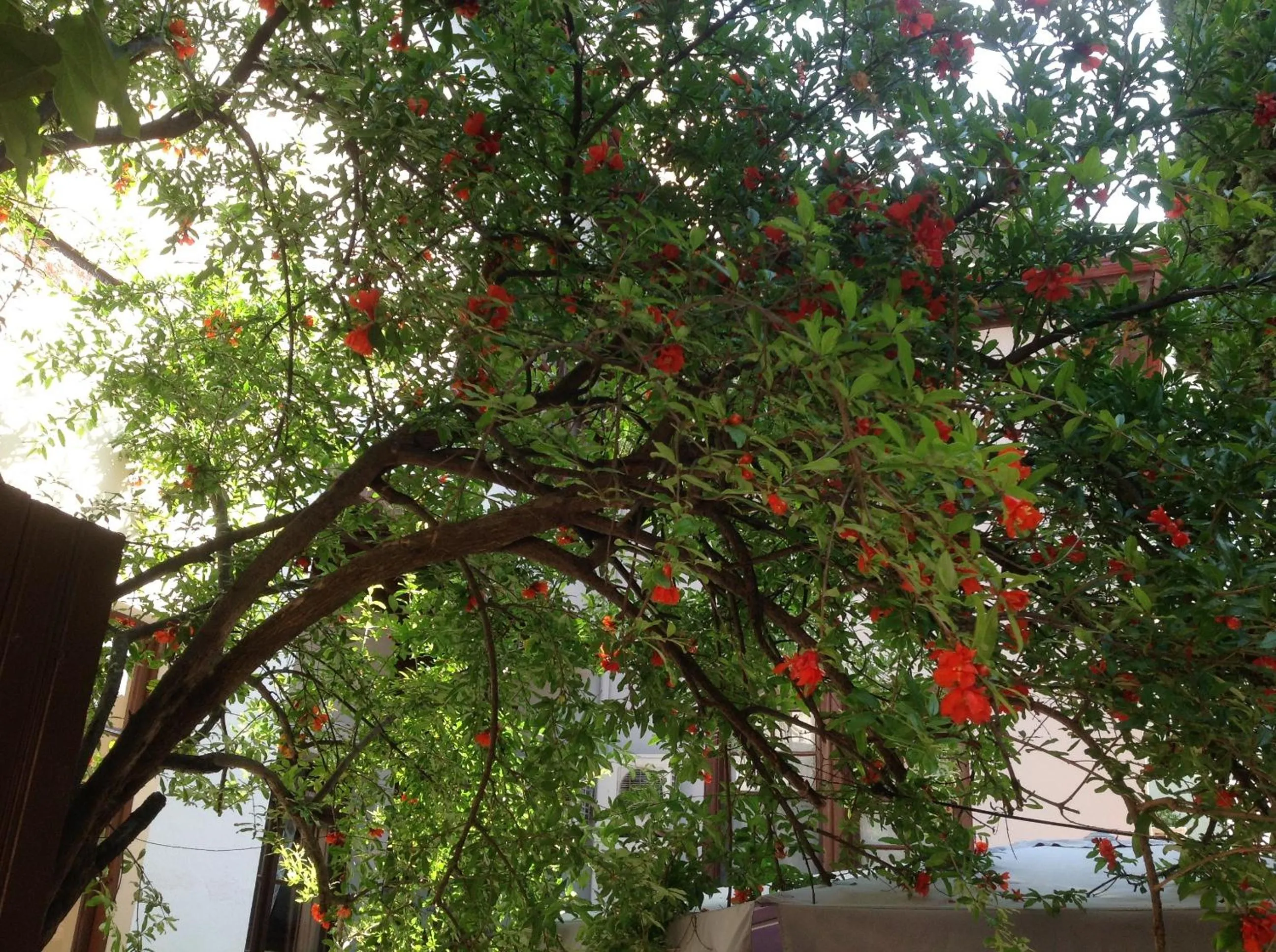 Garden in Konak Hotel Kaleiçi