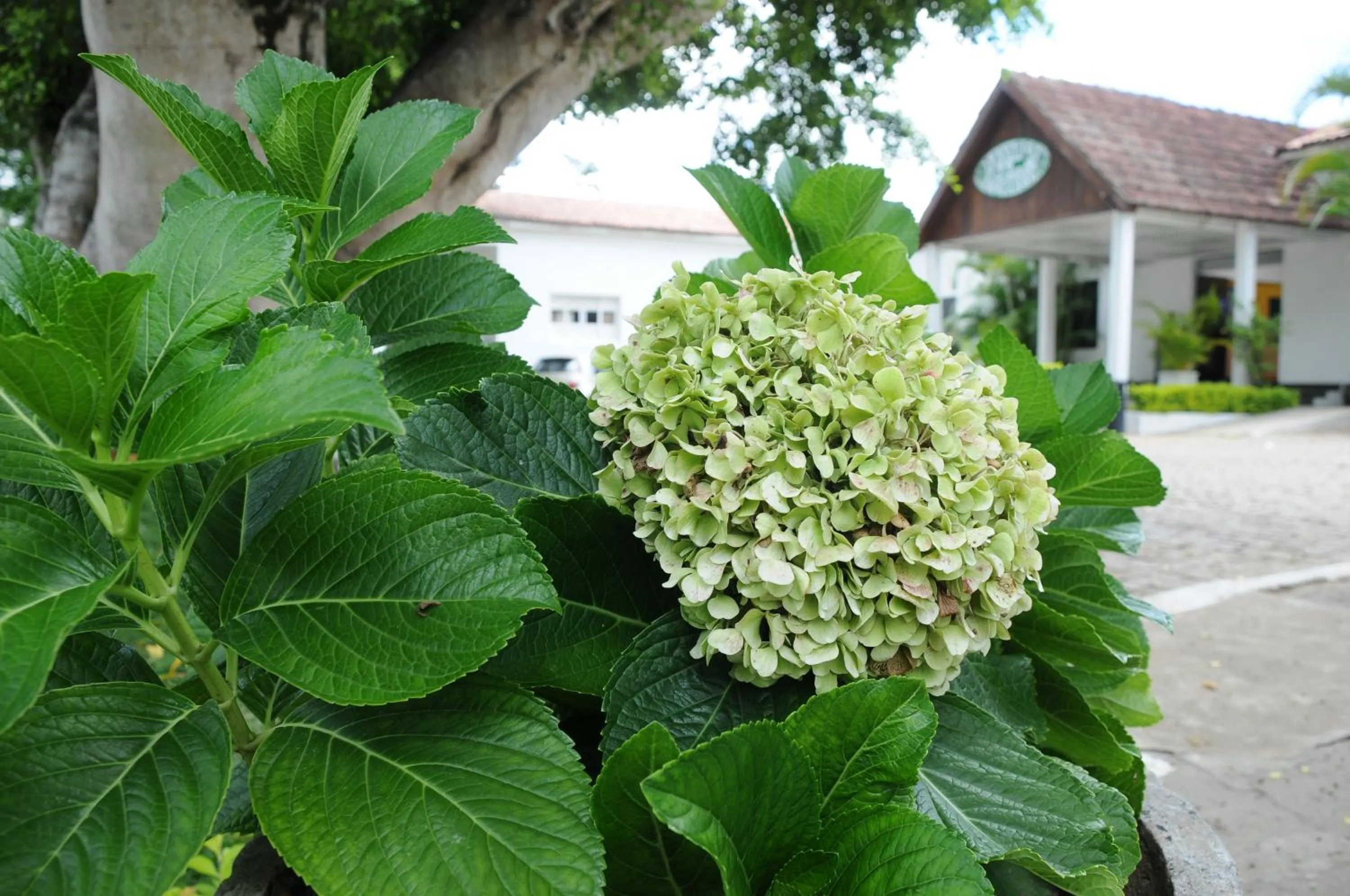 Decorative detail in Hotel Tavares Correia