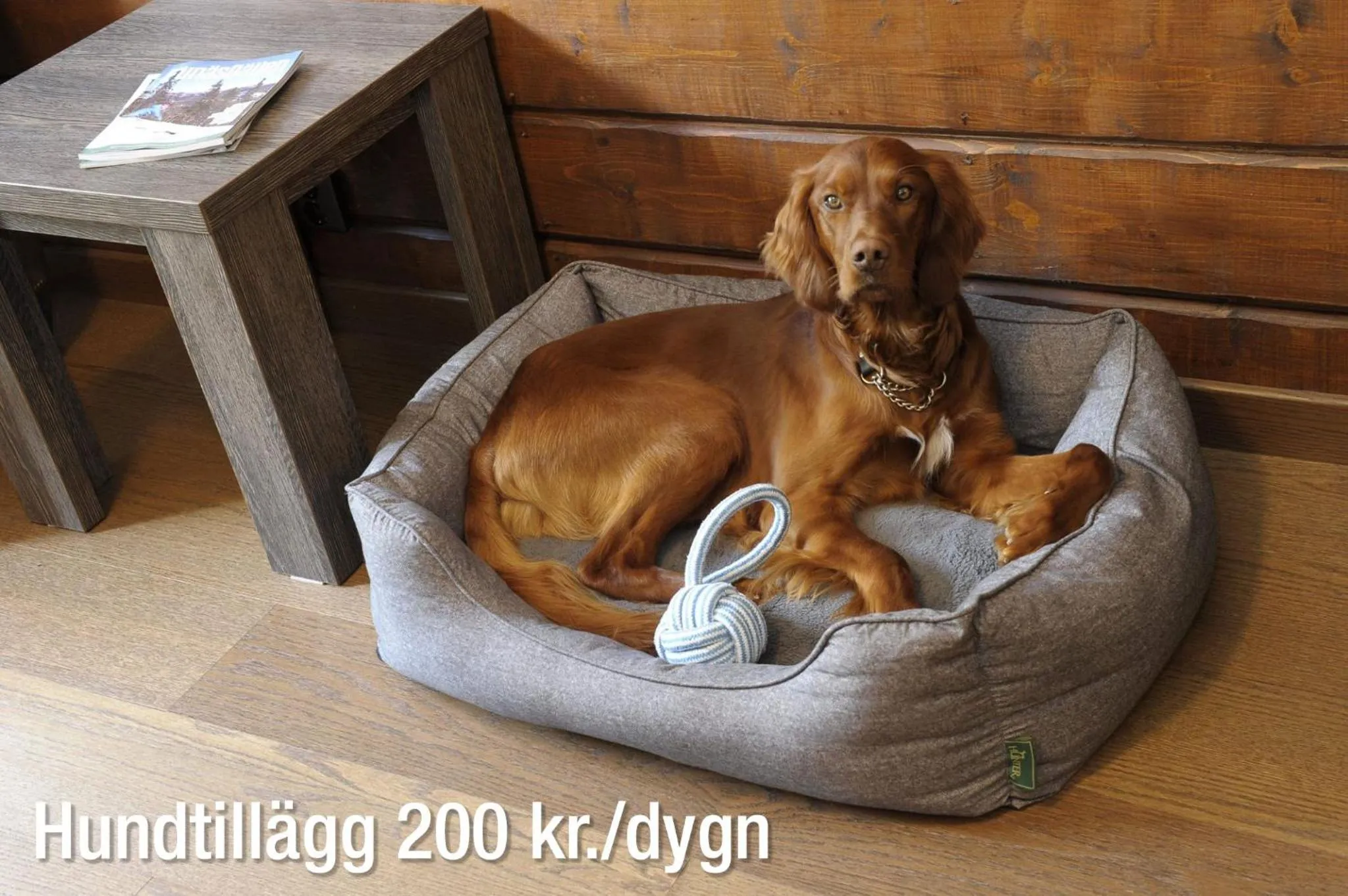 Pets in Eriksgårdens Fjällhotell