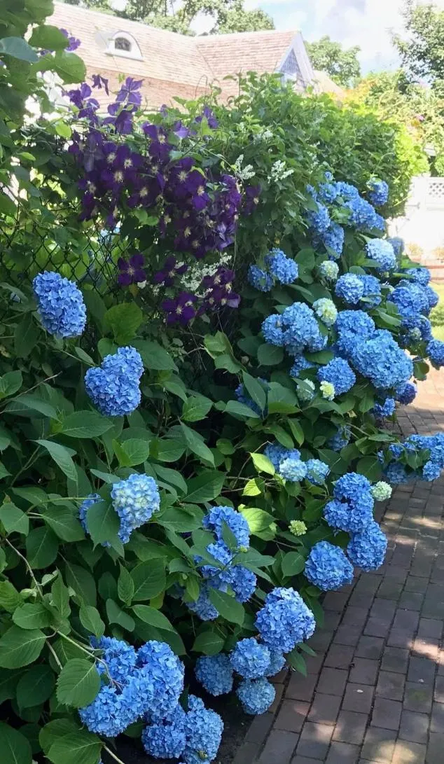 Garden in Queen Anne Inn