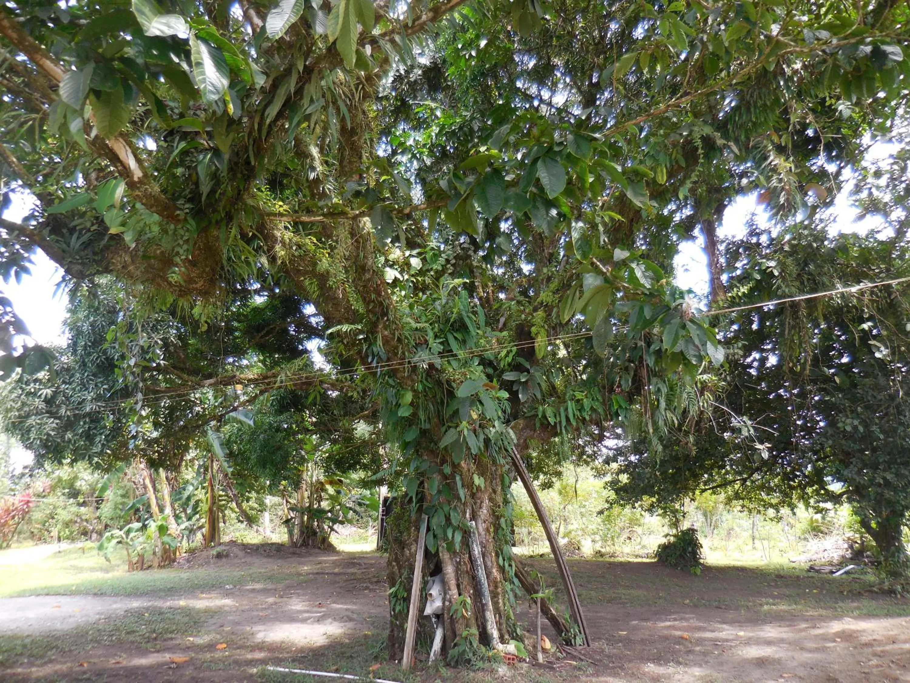 View (from property/room) in Hotel Nuquimar