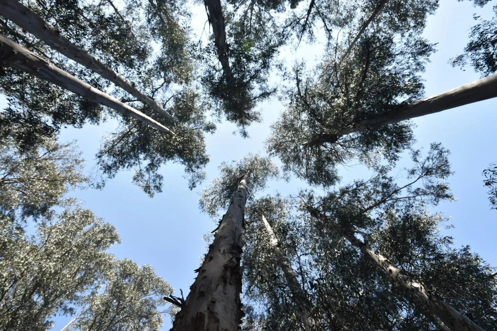 Natural landscape in Hotel Bosque de Reñaca