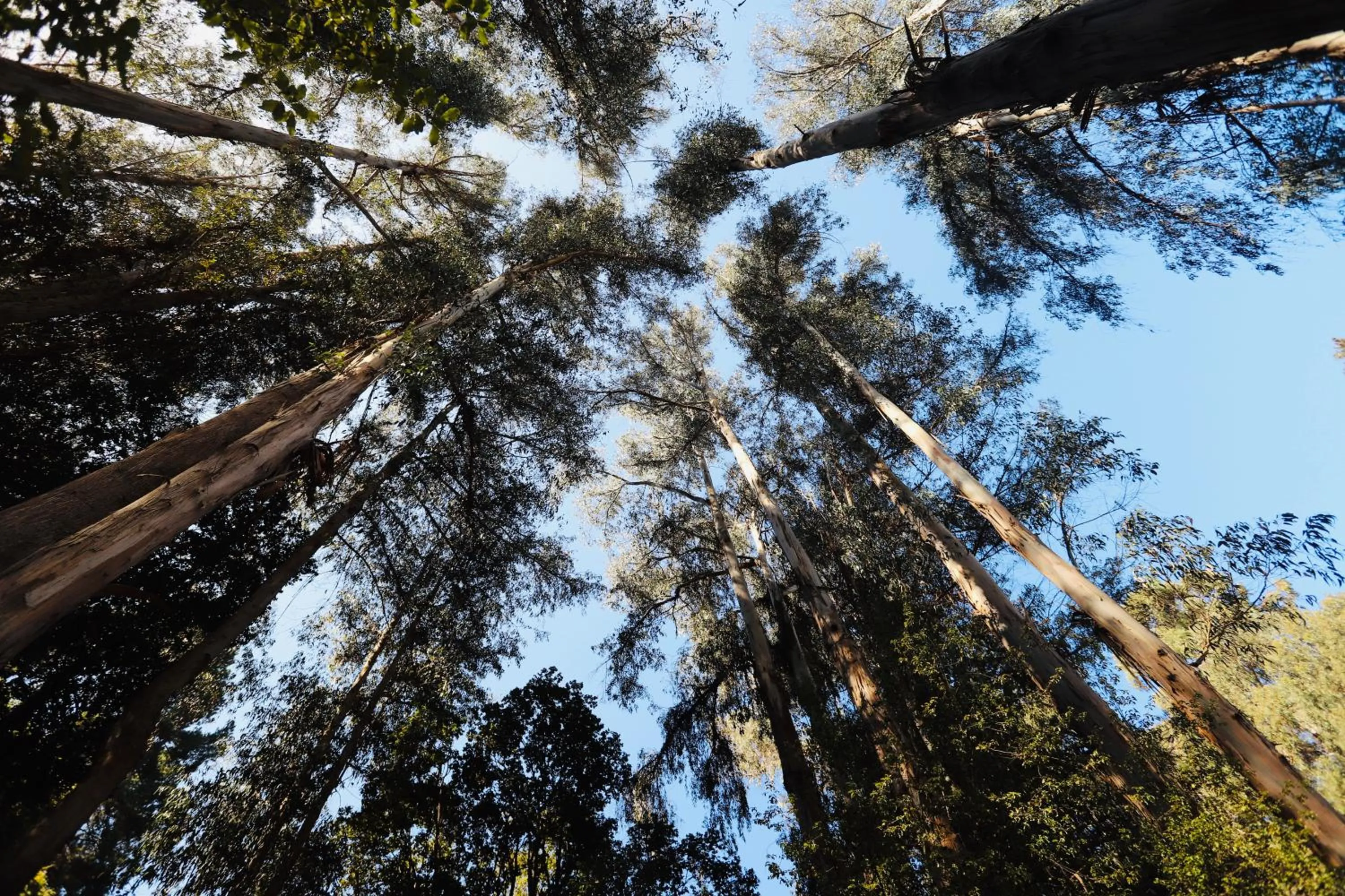 Natural landscape in Hotel Bosque de Reñaca