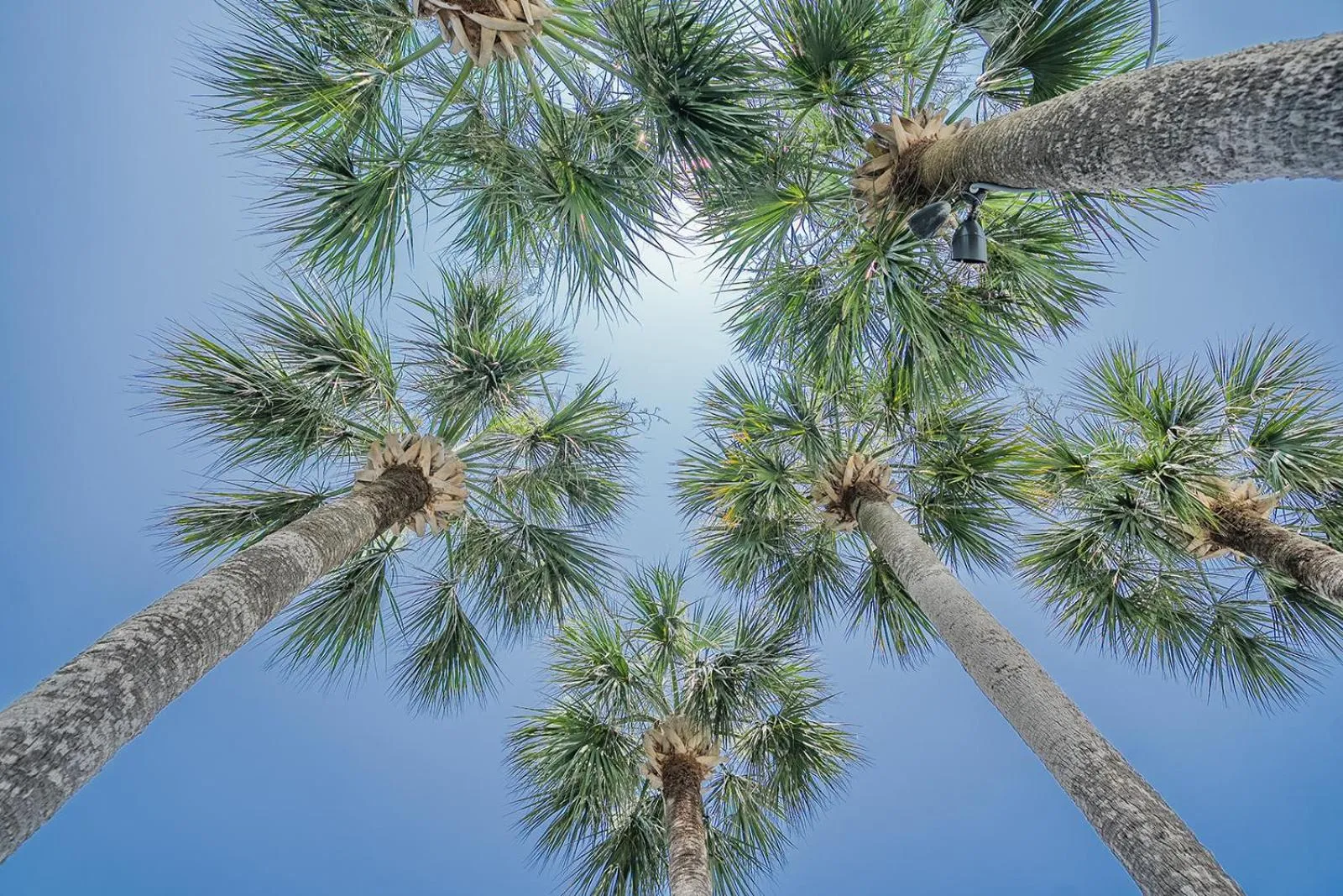 Natural landscape in Royal Palms Motel