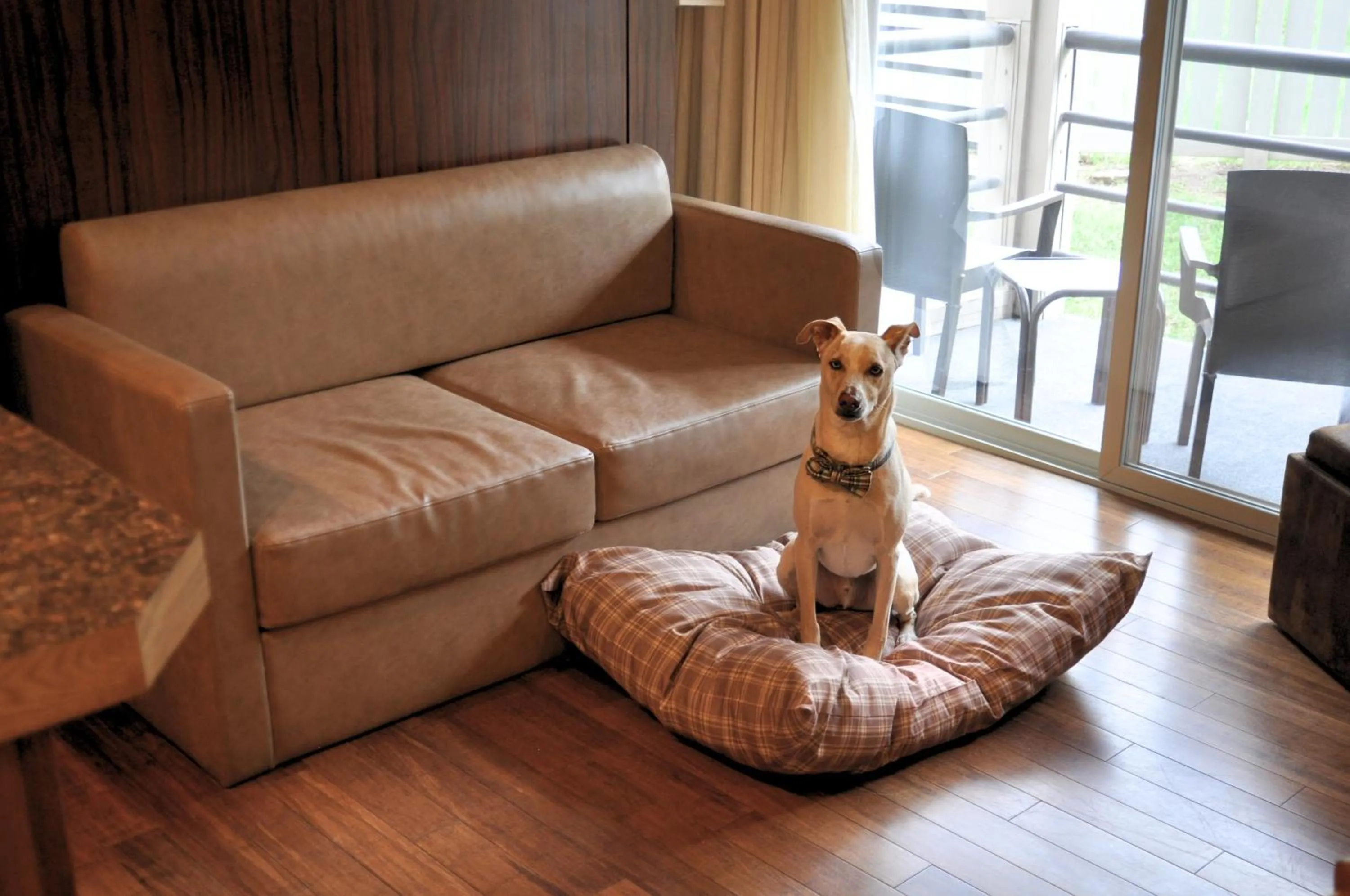 Pets in The Christie Lodge – All Suite Property Vail Valley/Beaver Creek