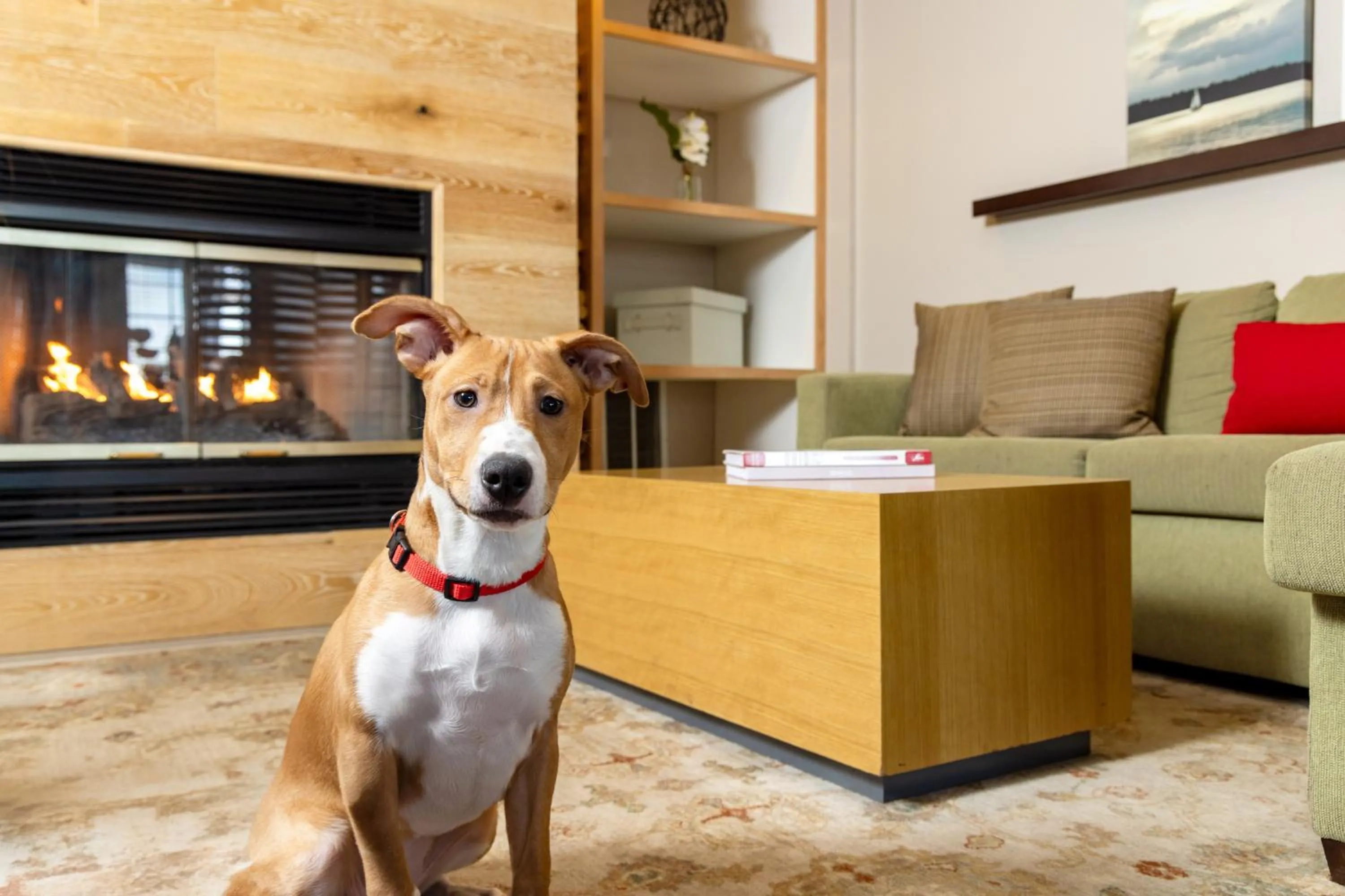 pet friendly in Country Inn & Suites by Radisson, Springfield, OH