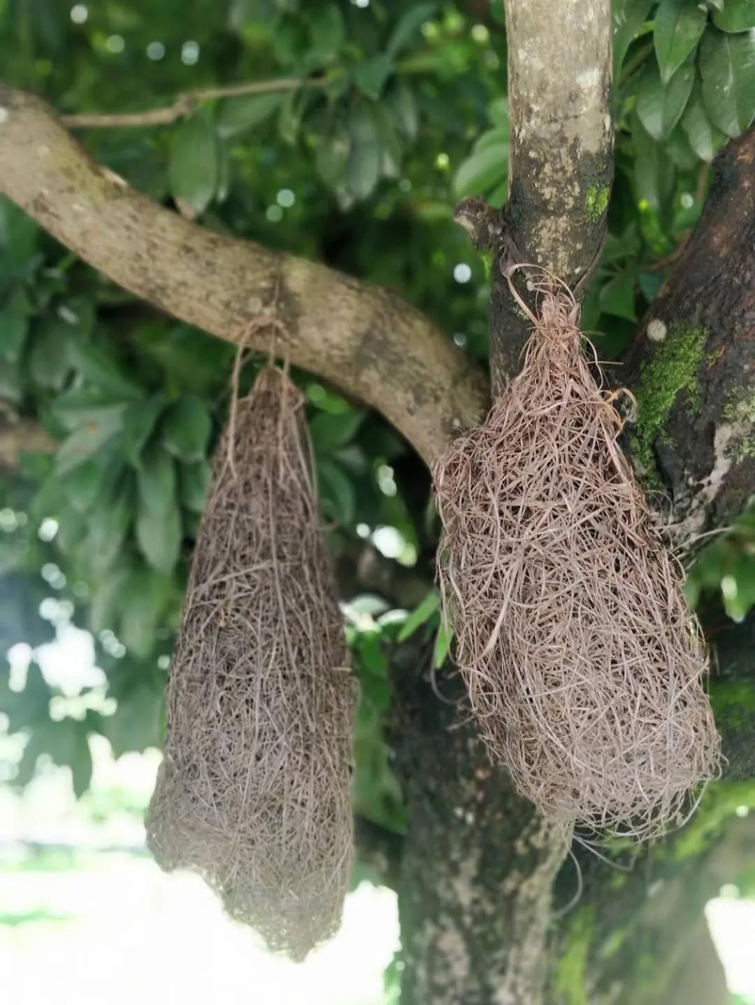 Tiger Residency Resort