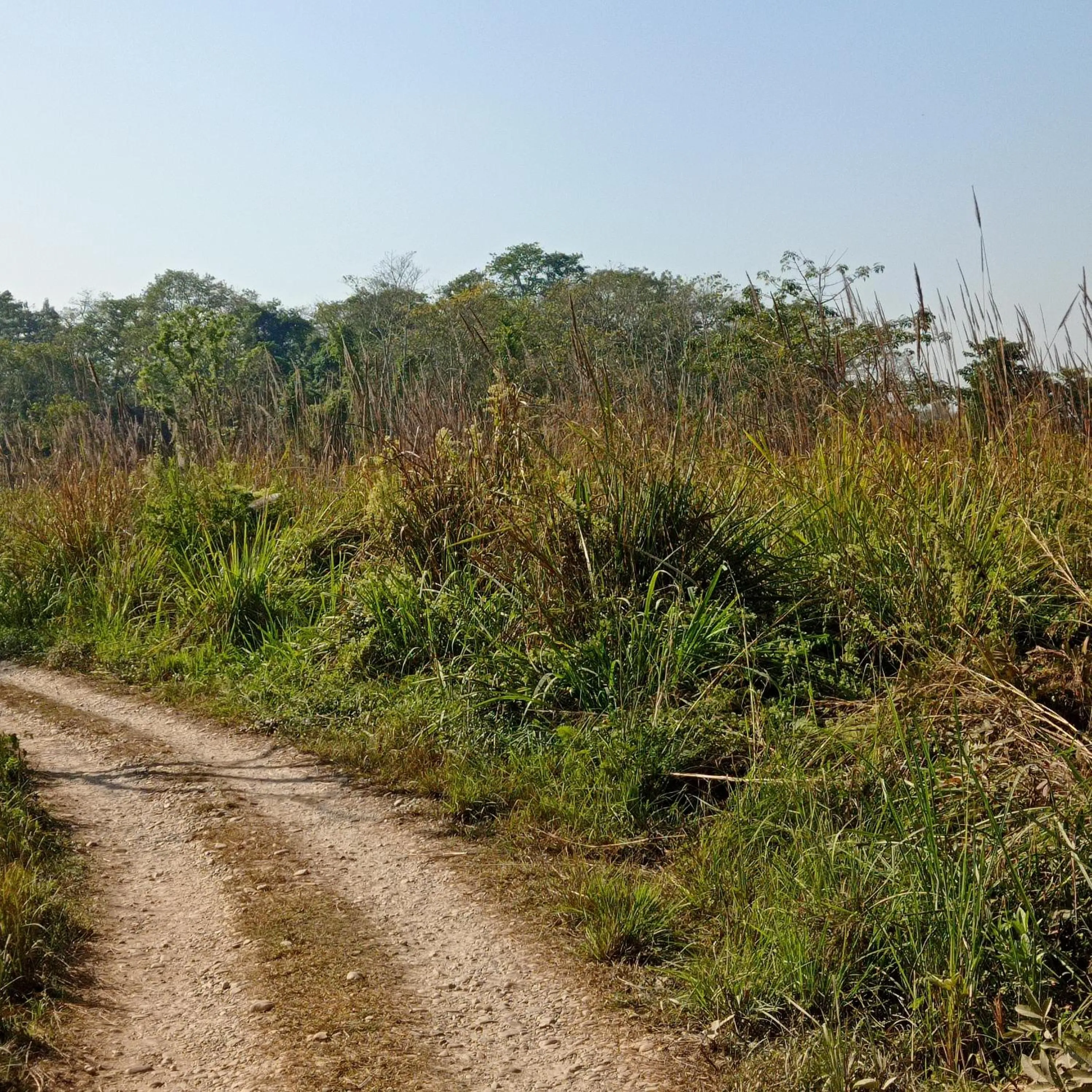 Tiger Residency Resort