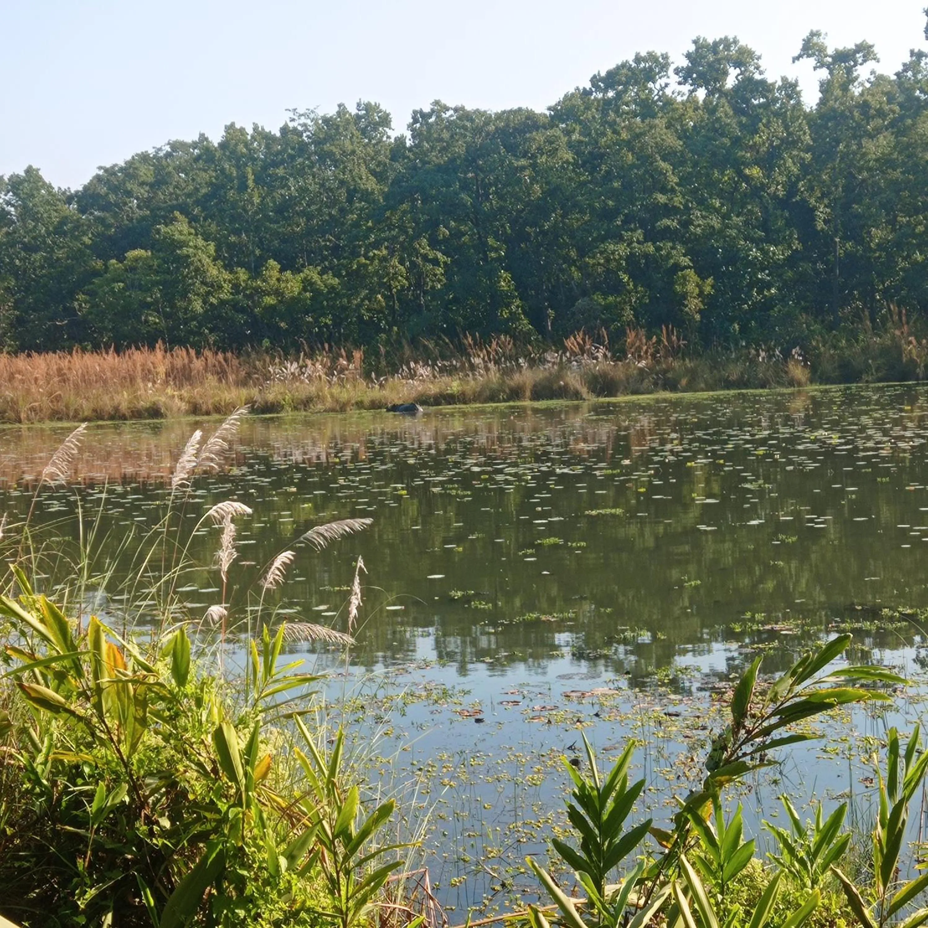 Tiger Residency Resort