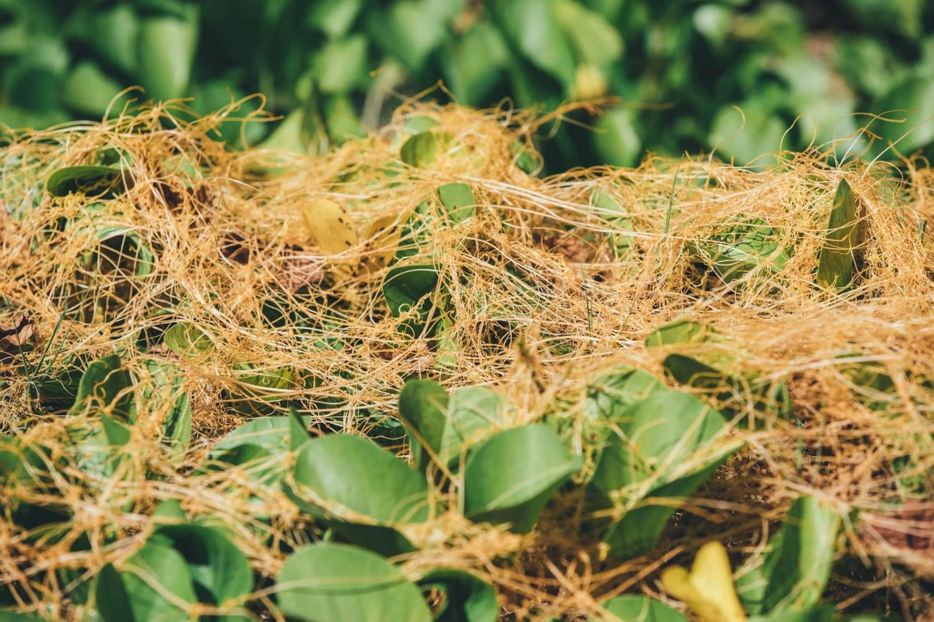 Other in Mauna Kea Beach Hotel, Autograph Collection