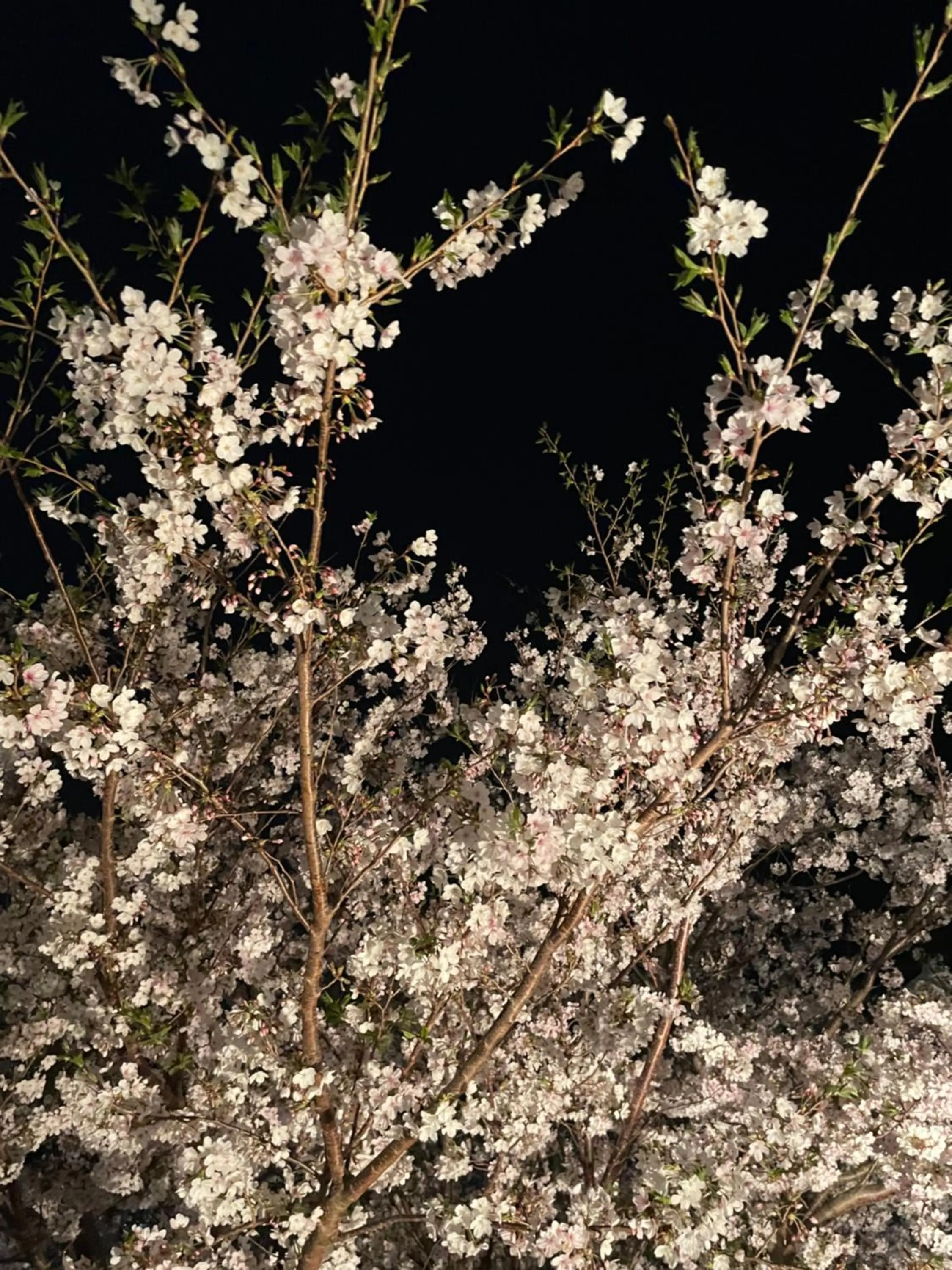 Tsushima Grand Hotel