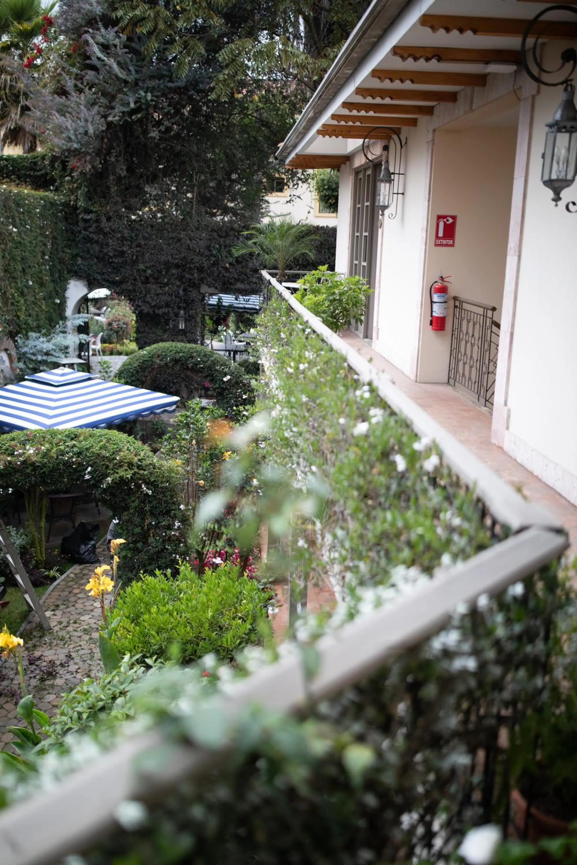 Garden in Mansion Alcazar