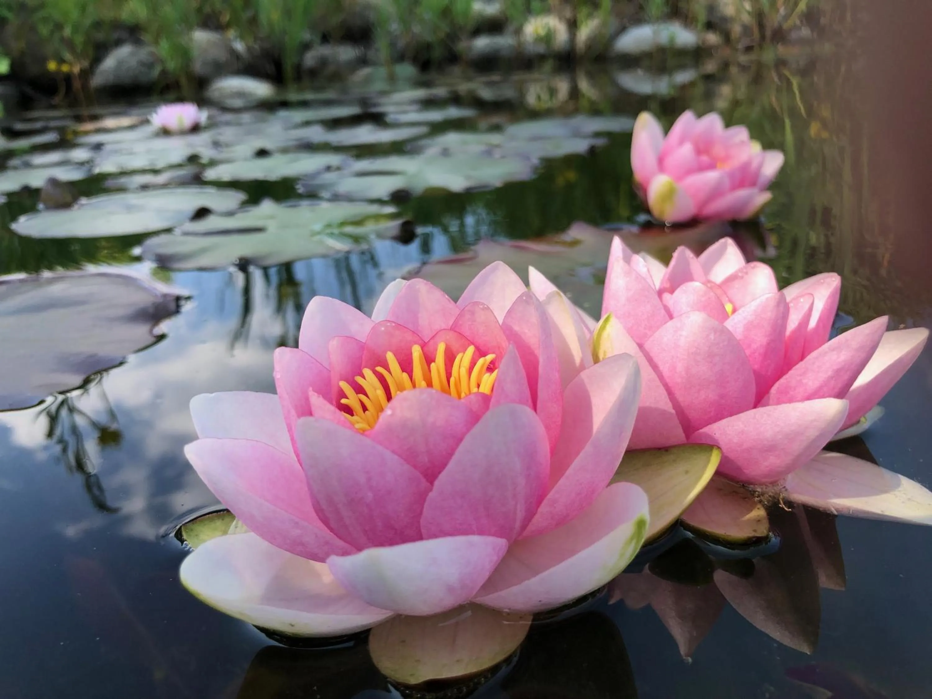 Swimming pool in Komfort Appartements Zirbenland - adults only - no dogs