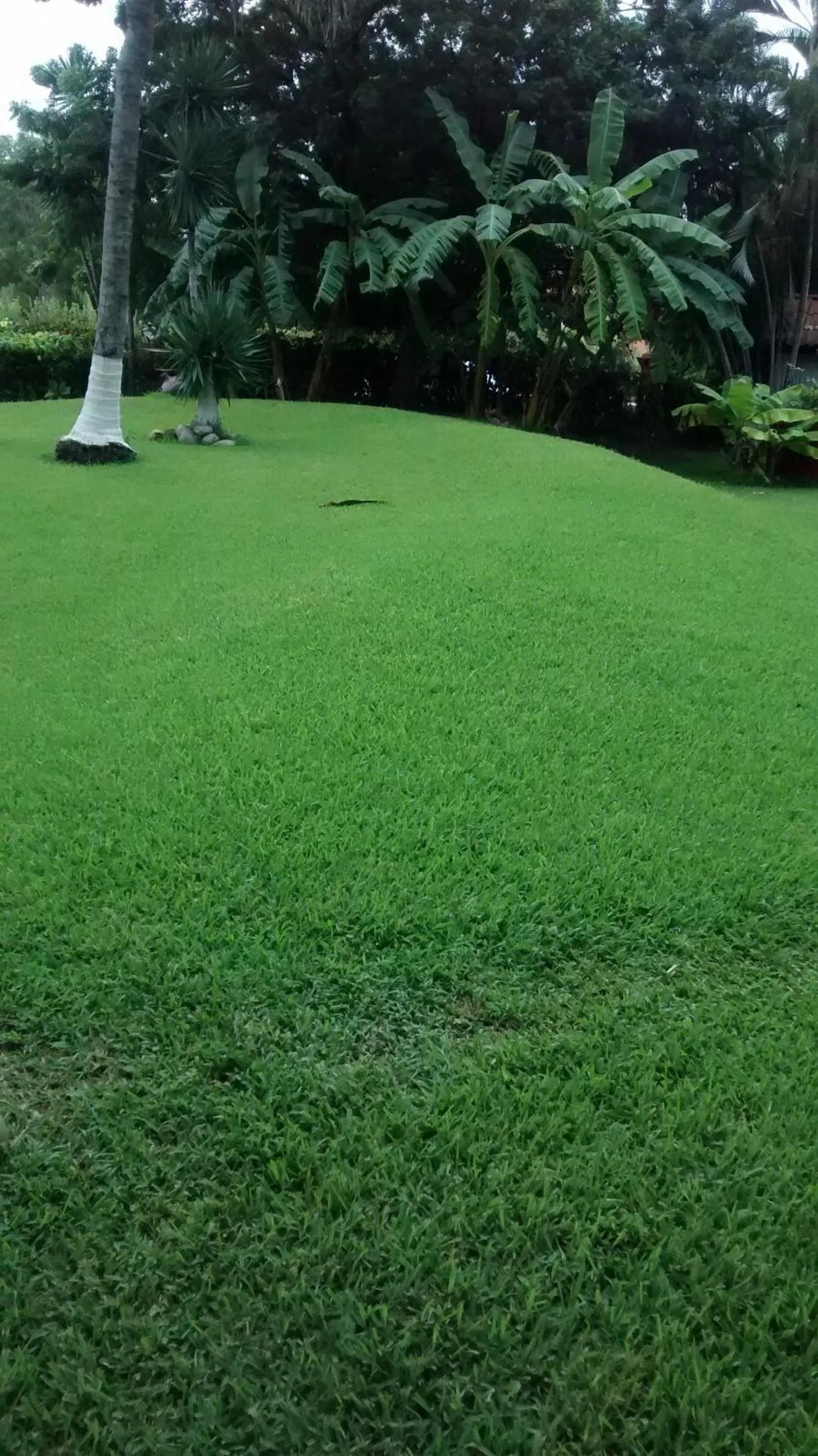 Garden in Hotel Puerta Del Mar Ixtapa