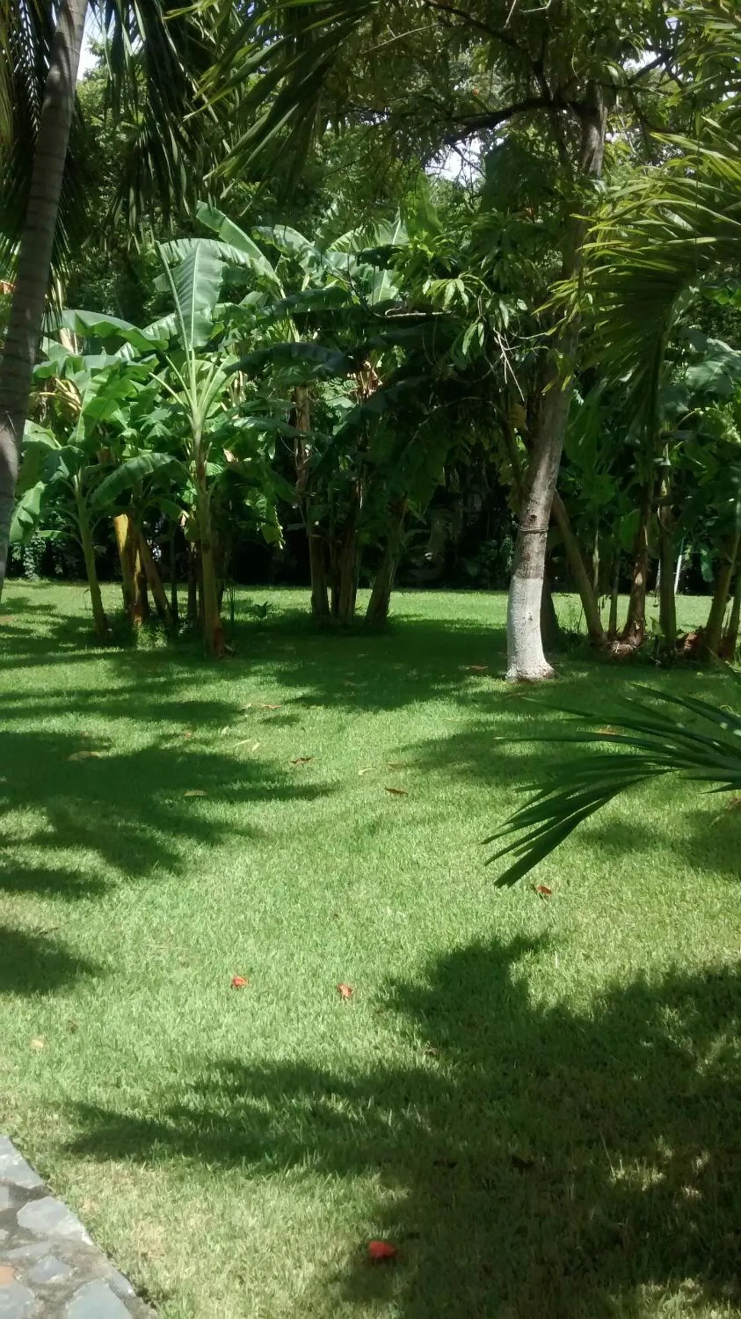 Garden in Hotel Puerta Del Mar Ixtapa