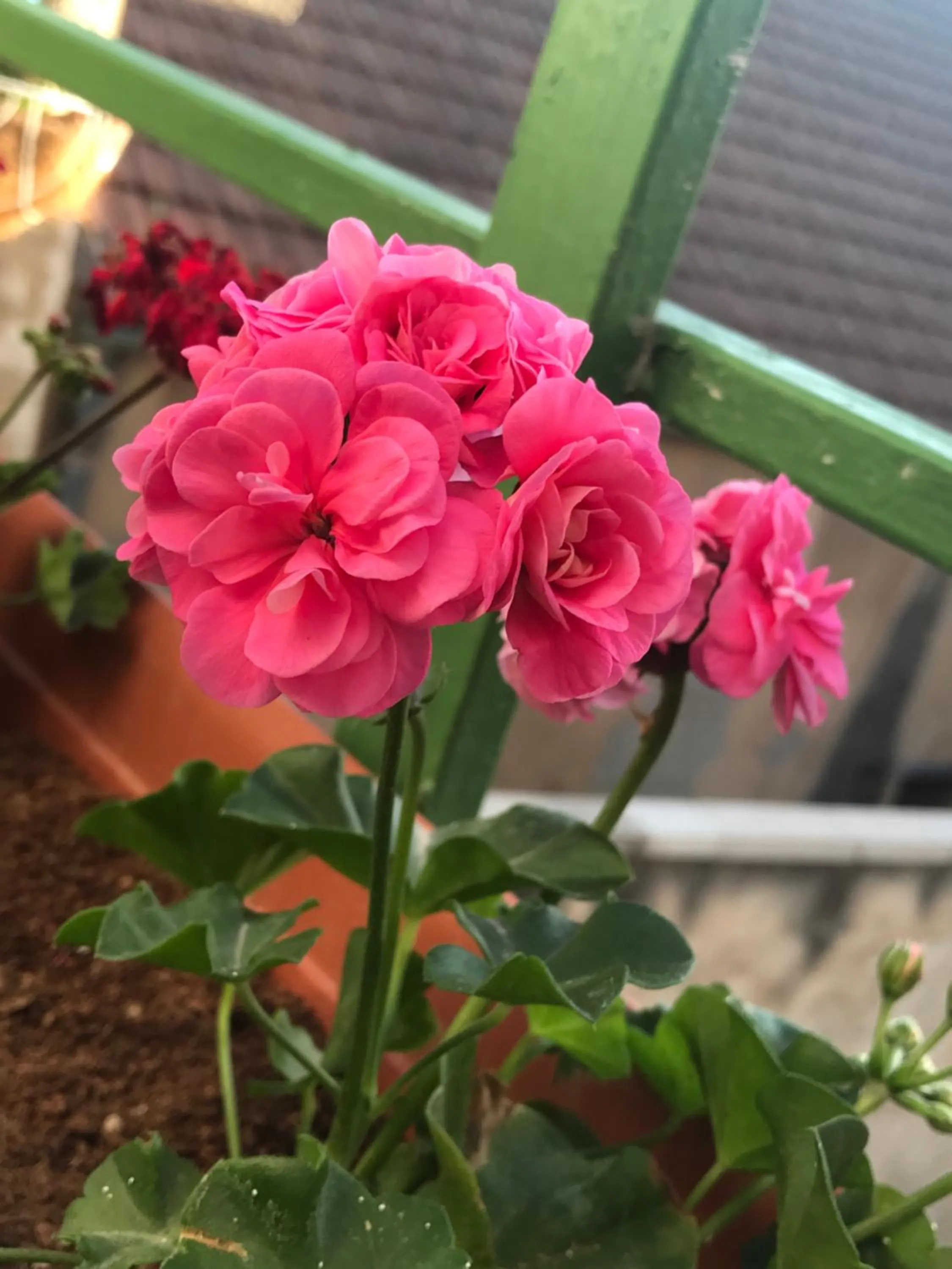 Al Bishara Guest House