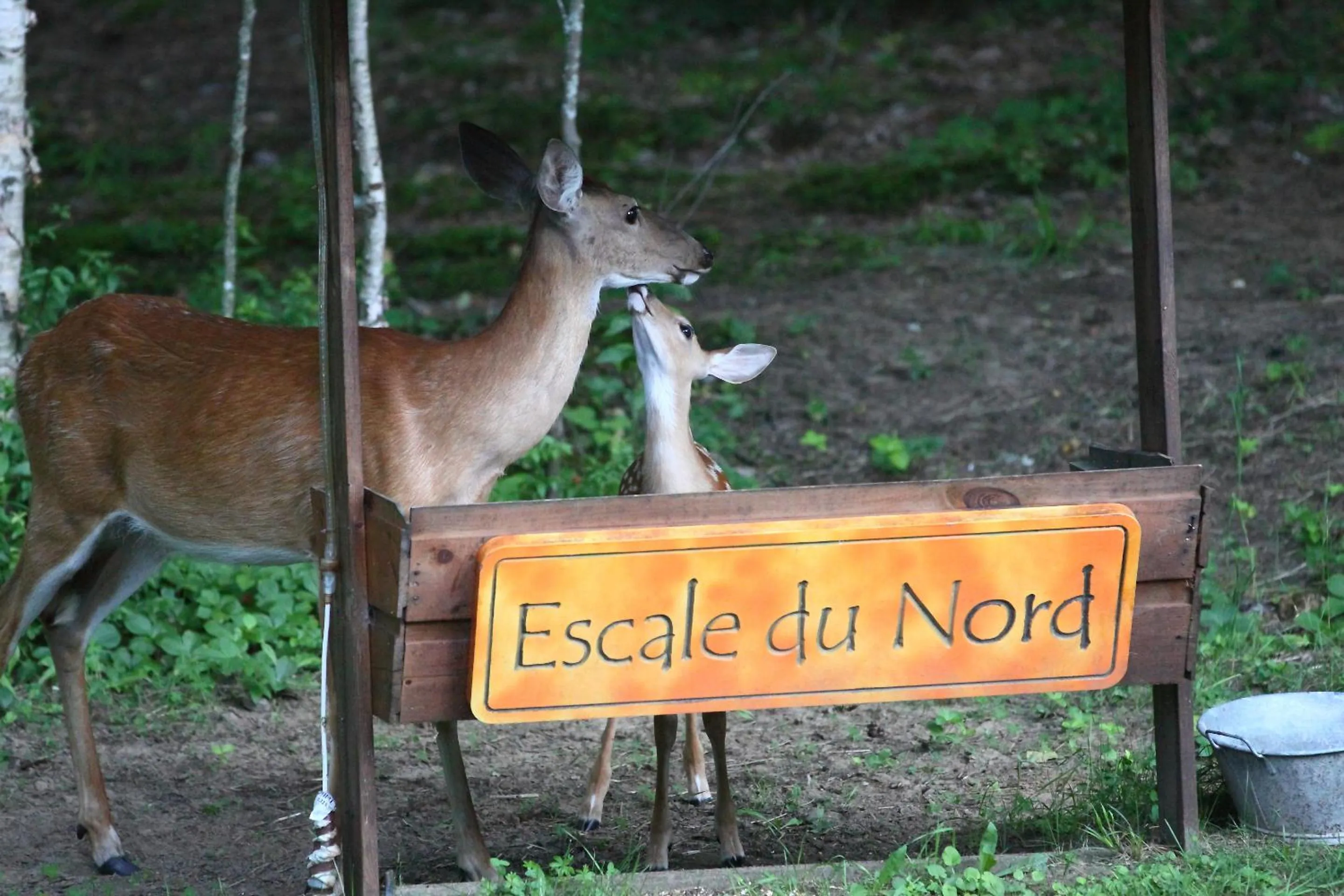 Property building in Escale du Nord