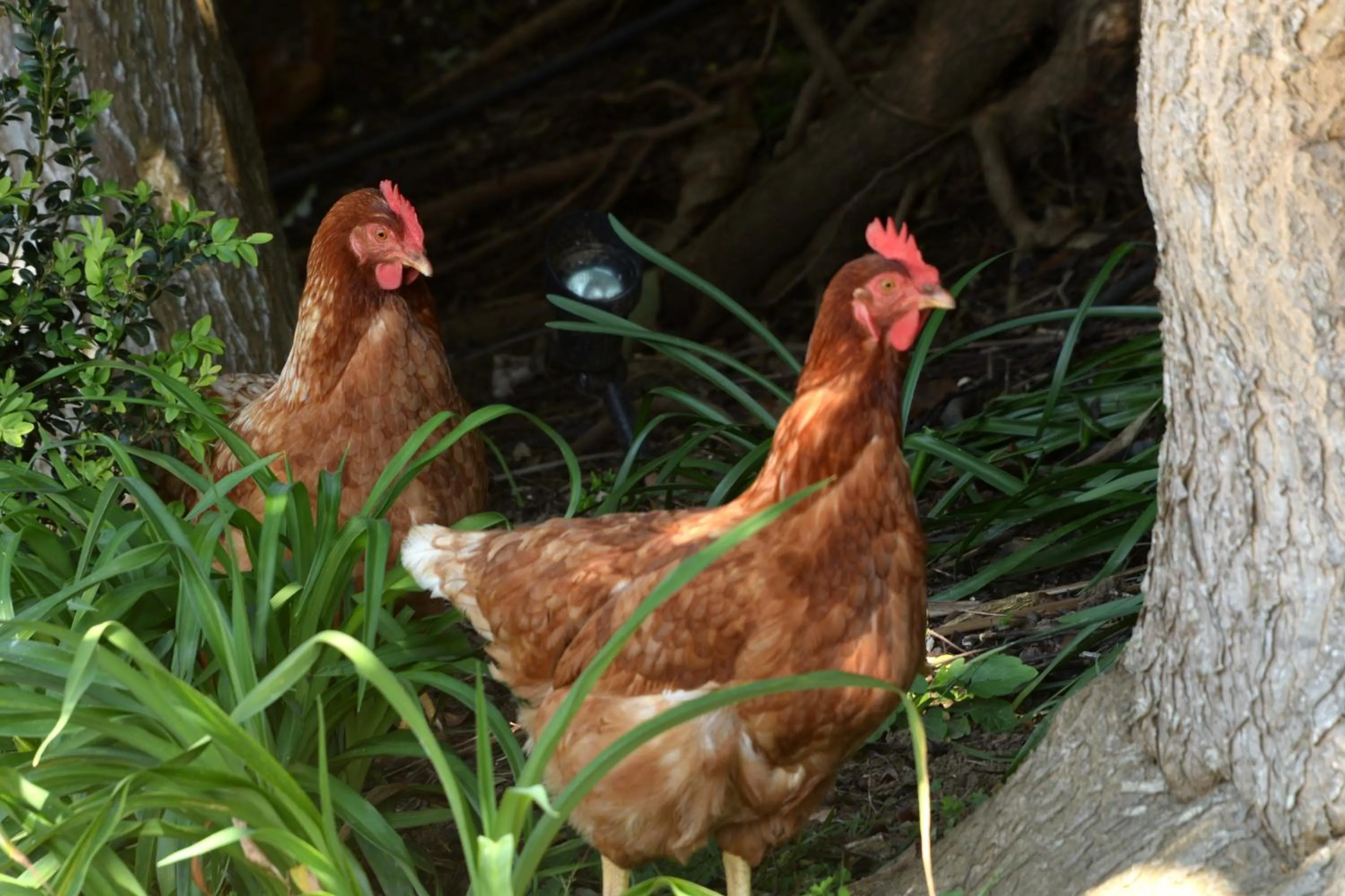 Connemara Country Lodge