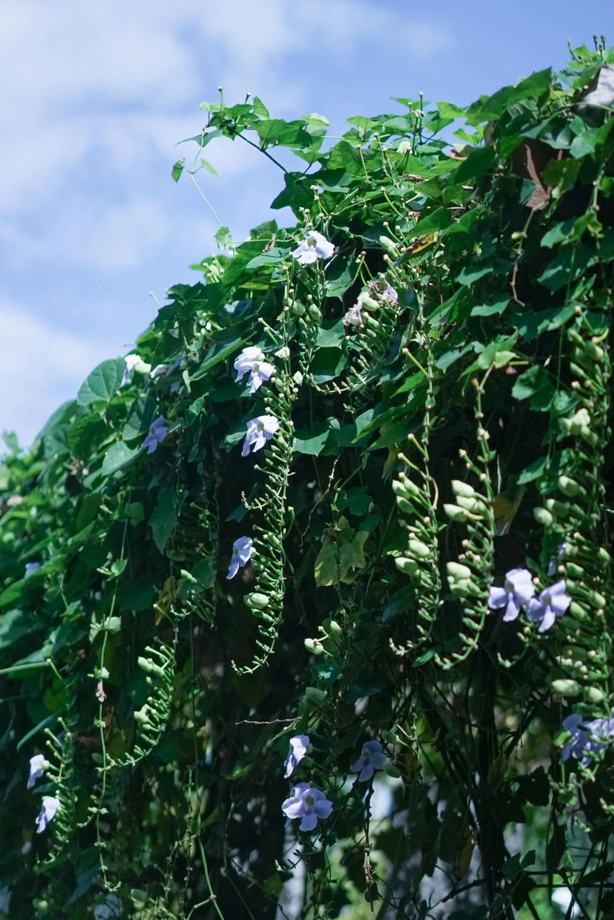 Natural landscape in Umpadhi Canggu