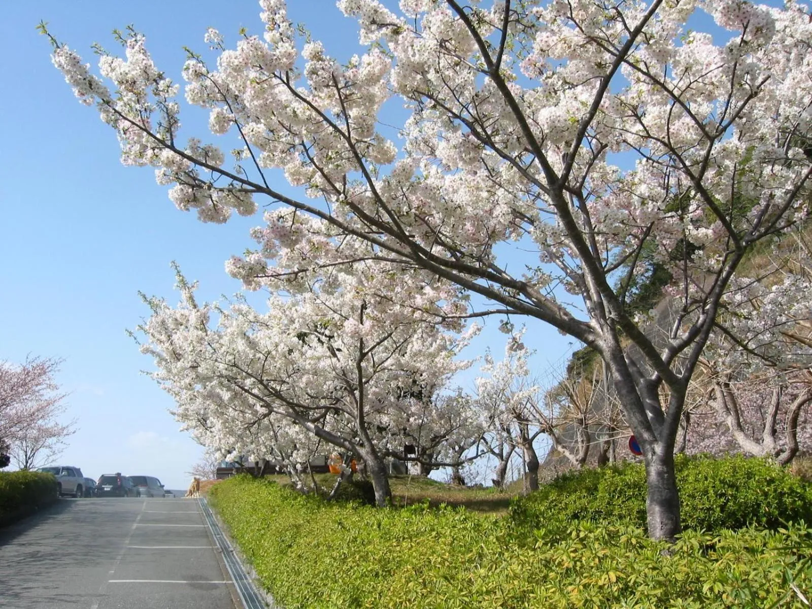 Spring in Koibito Misaki Pension Marine Mates