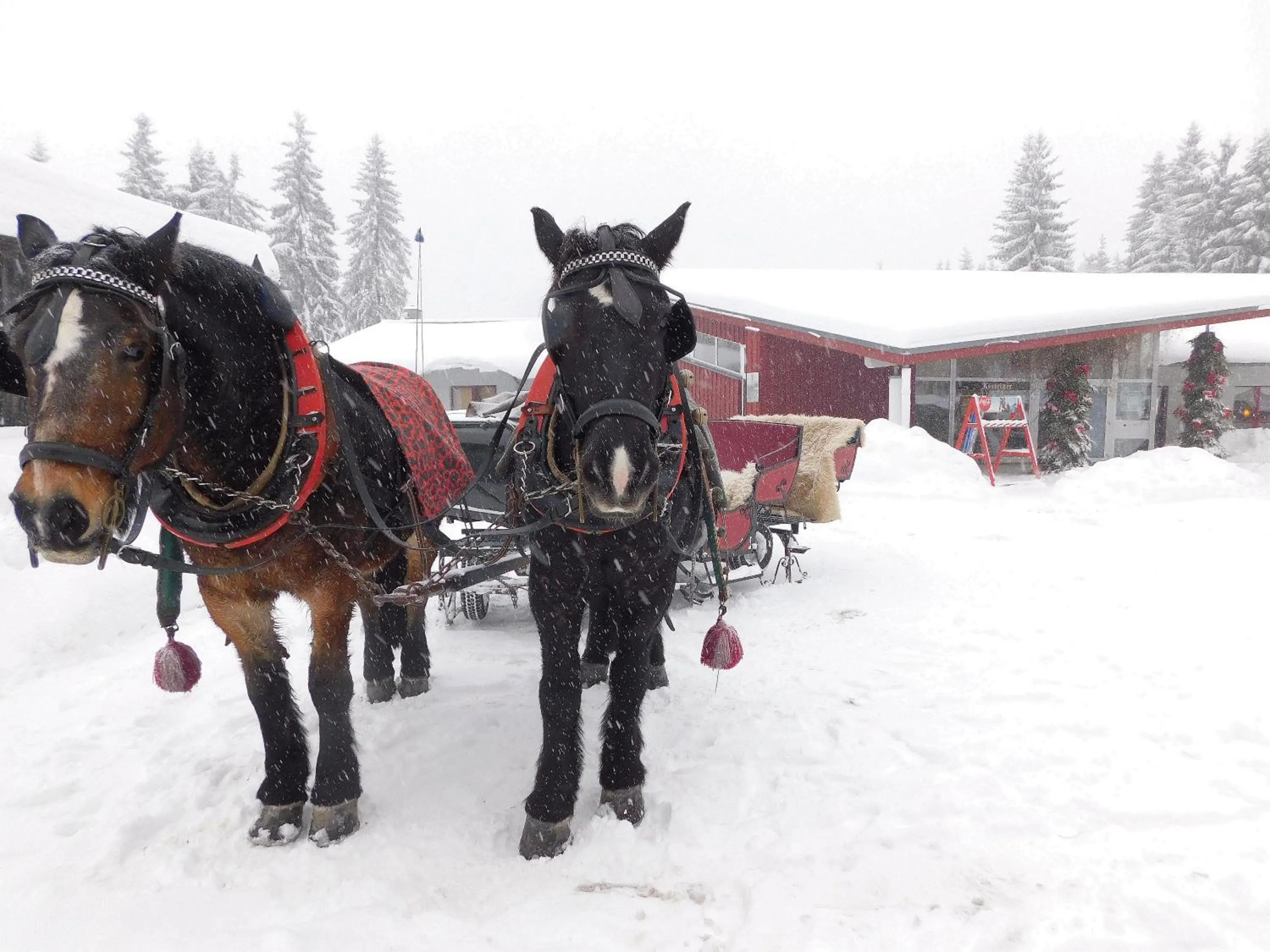 Day in Waldhotel Rennsteighöhe