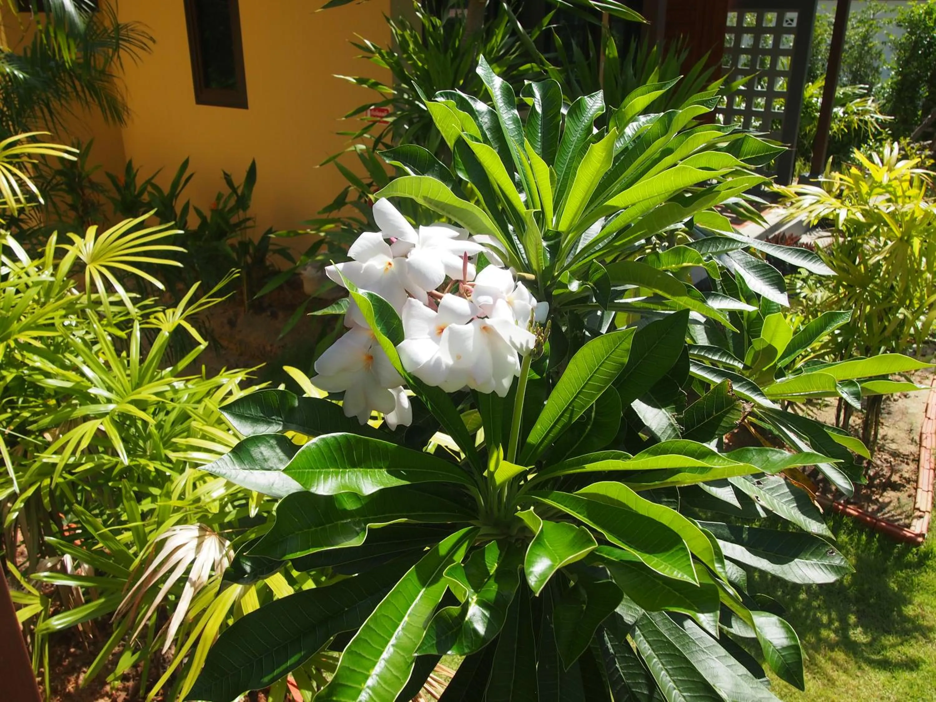 Garden in AT Bangsak Resort