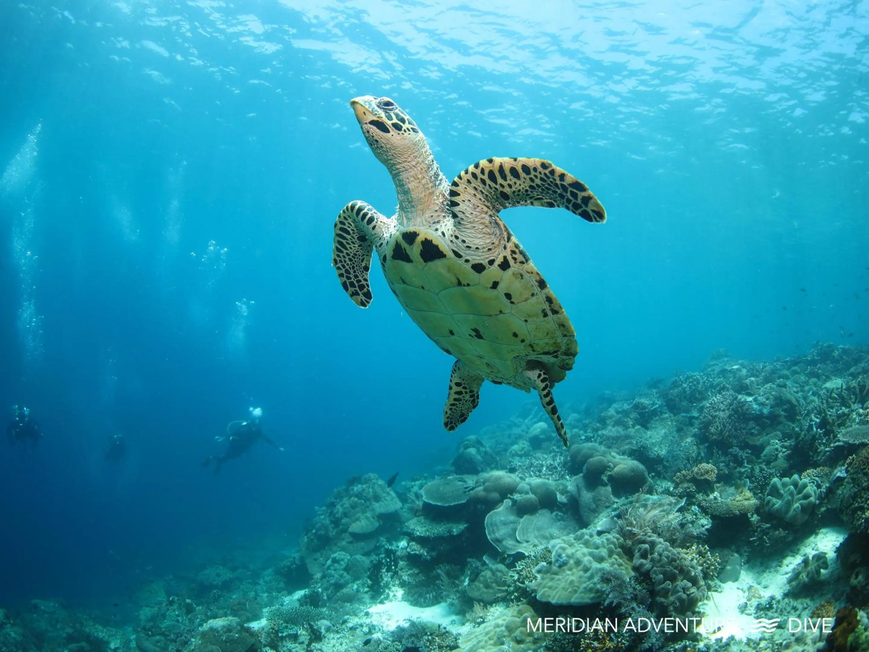 Activities in Meridian Adventure Marina Club & Resort