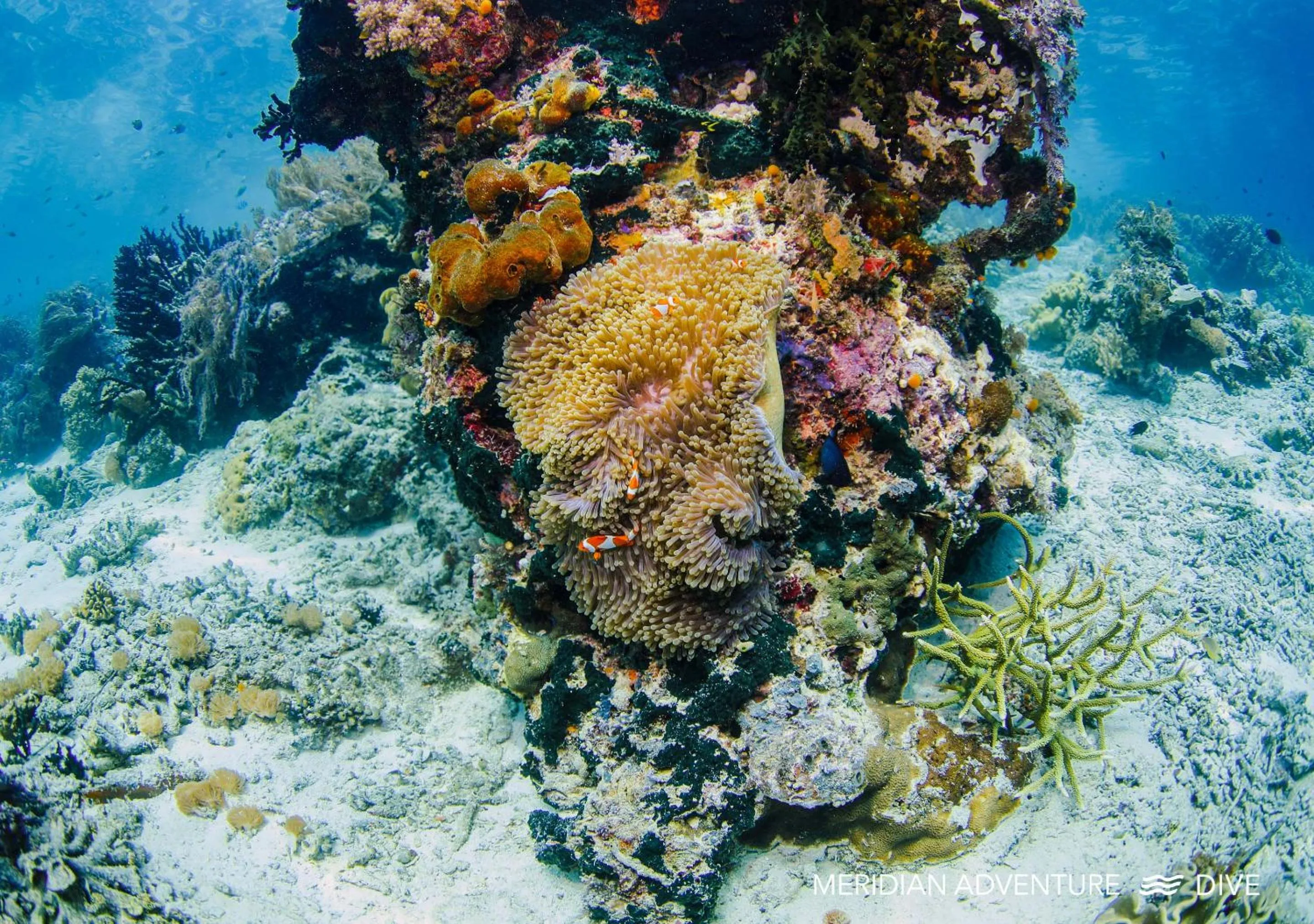 Activities in Meridian Adventure Marina Club & Resort