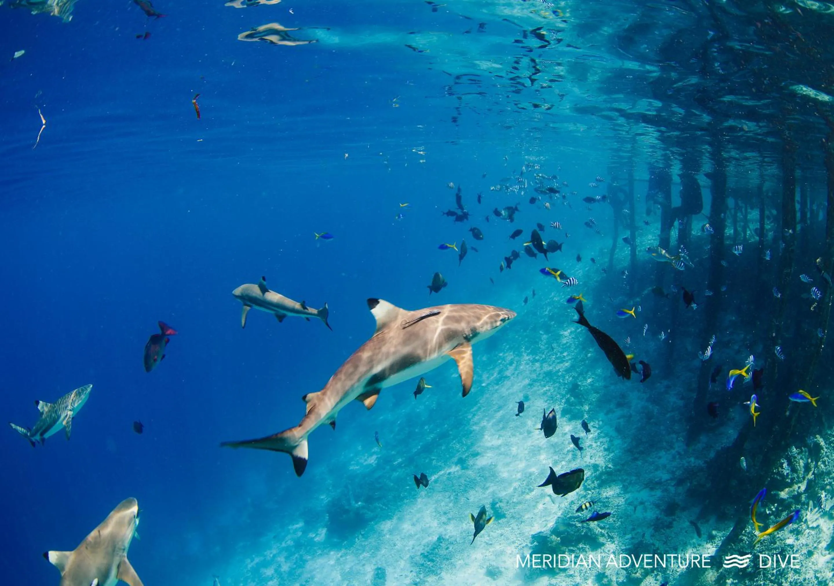 Activities in Meridian Adventure Marina Club & Resort