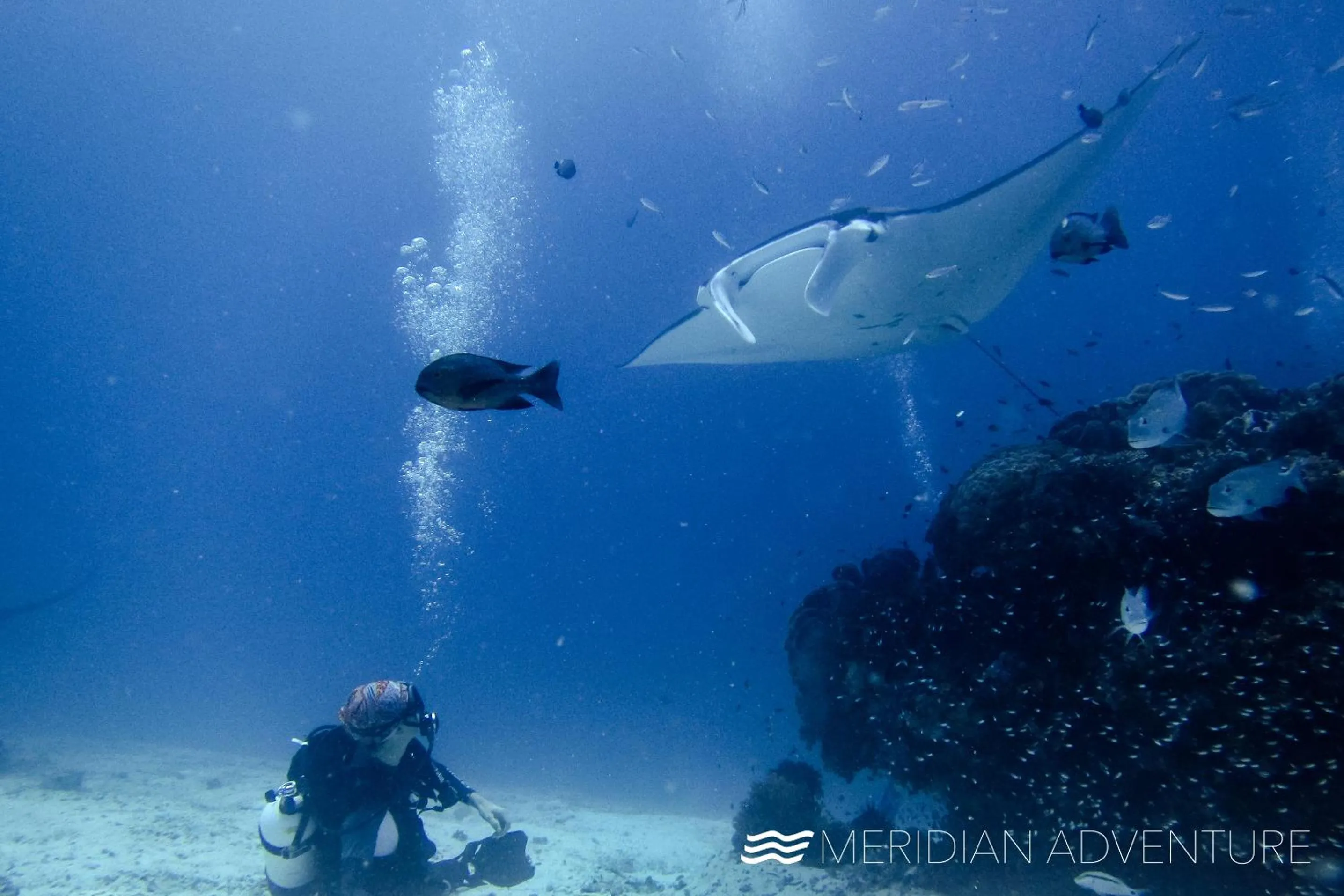 Diving in Meridian Adventure Marina Club & Resort